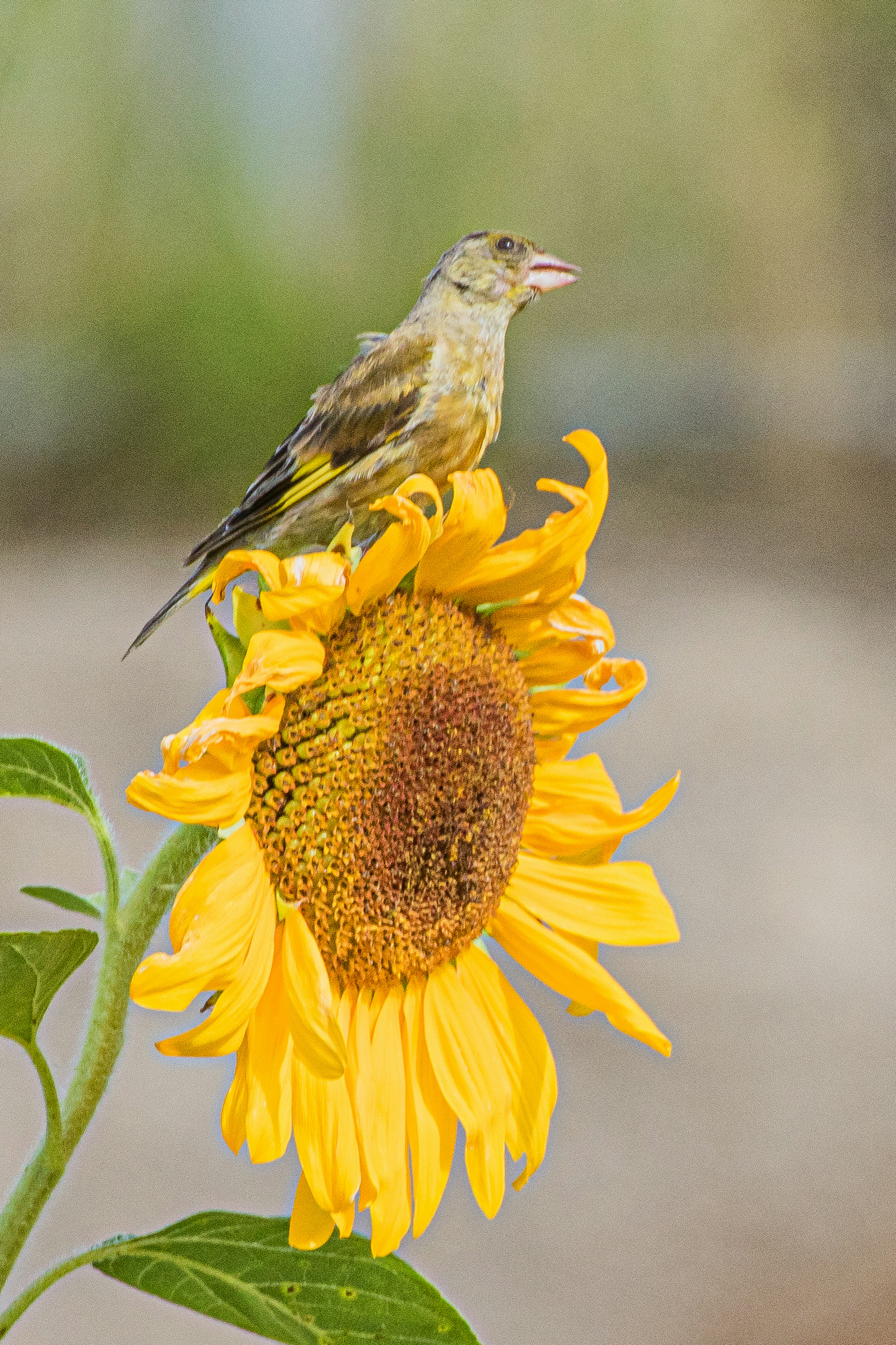 Ein kleiner Vogel, der auf einer lebhaften Sonnenblume sitzt