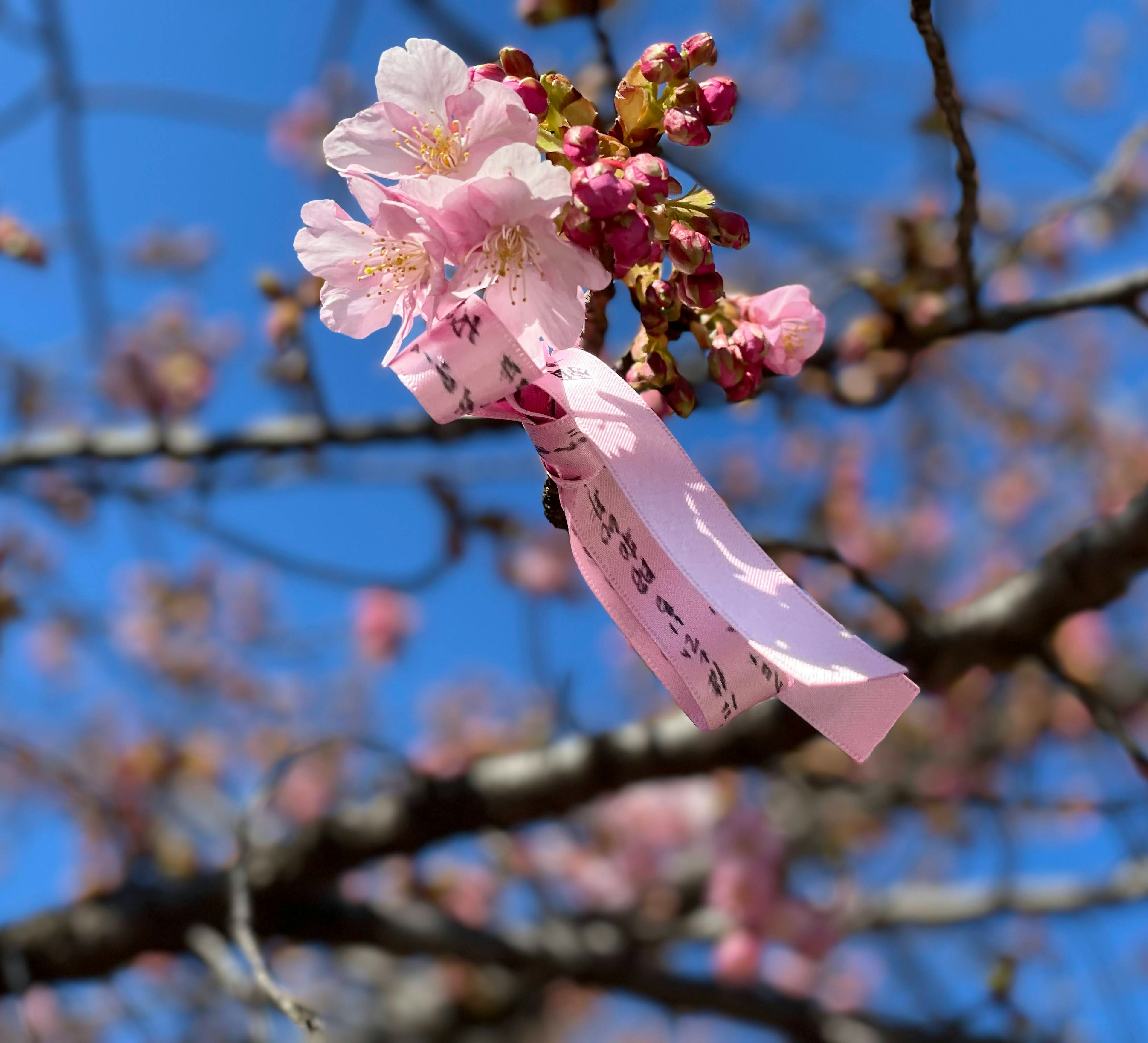 Kirschblütenzweig mit rosa Blüte und Bandetikett