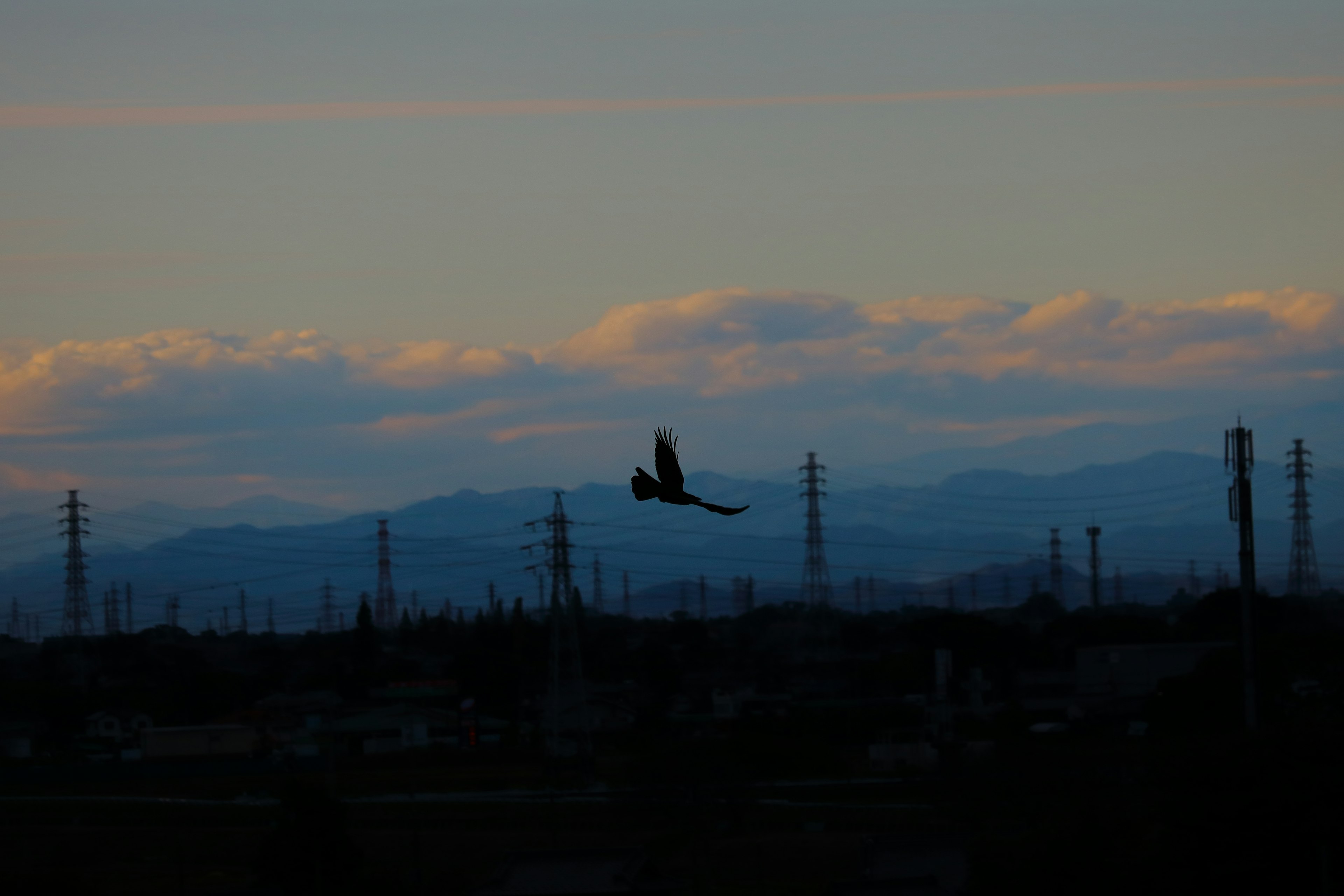 Silhouette eines Vogels, der gegen Berge bei Dämmerung fliegt