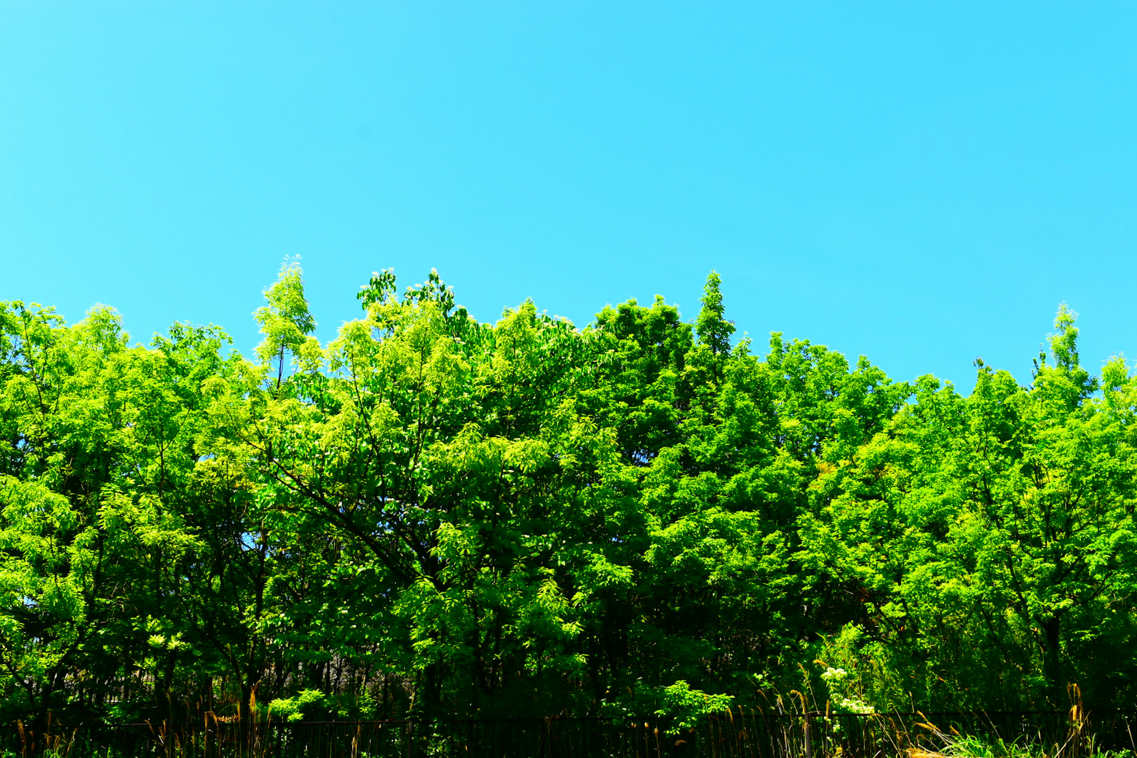 Alberi verdi lussureggianti sotto un cielo blu chiaro