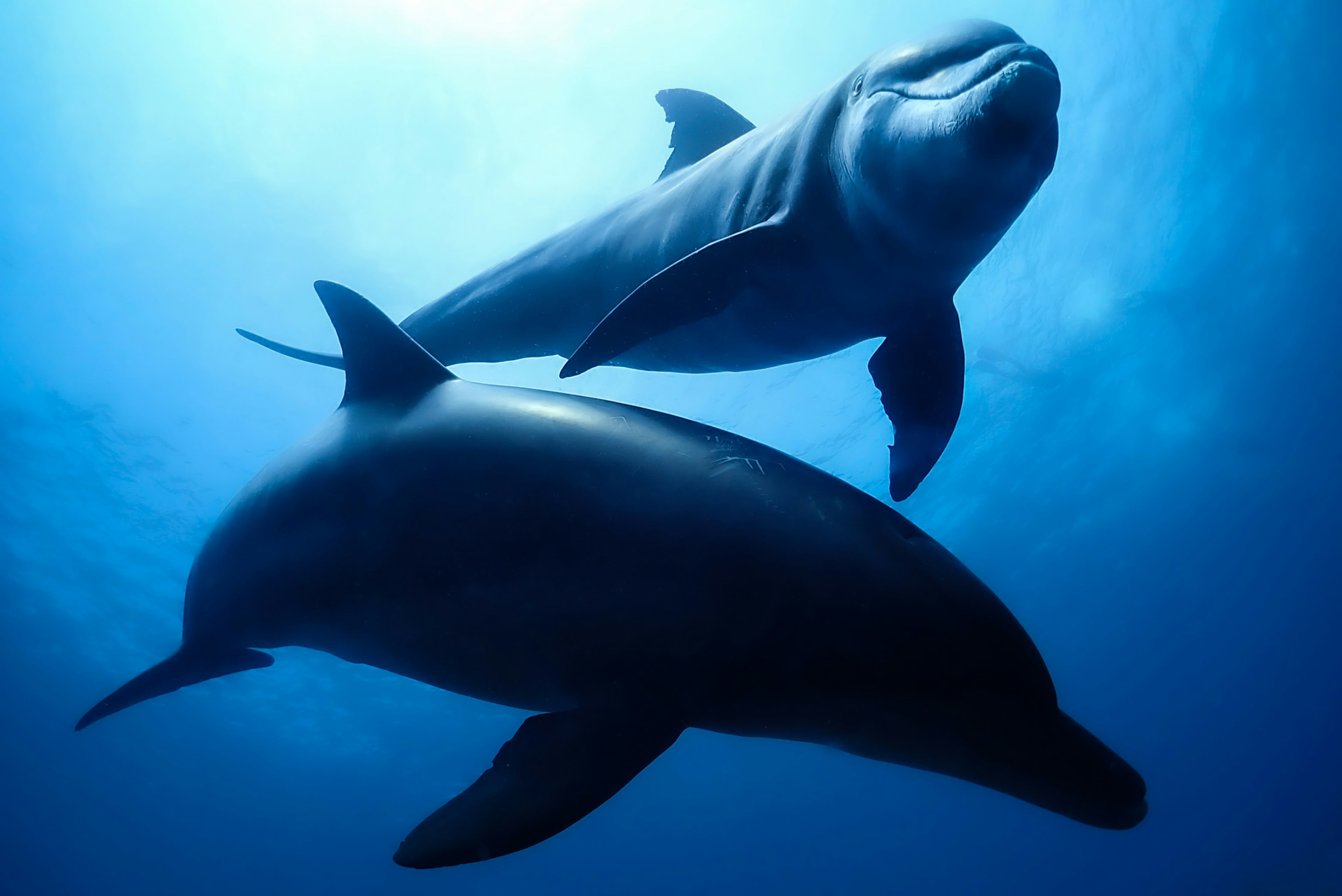 Due delfini che nuotano nell'oceano blu