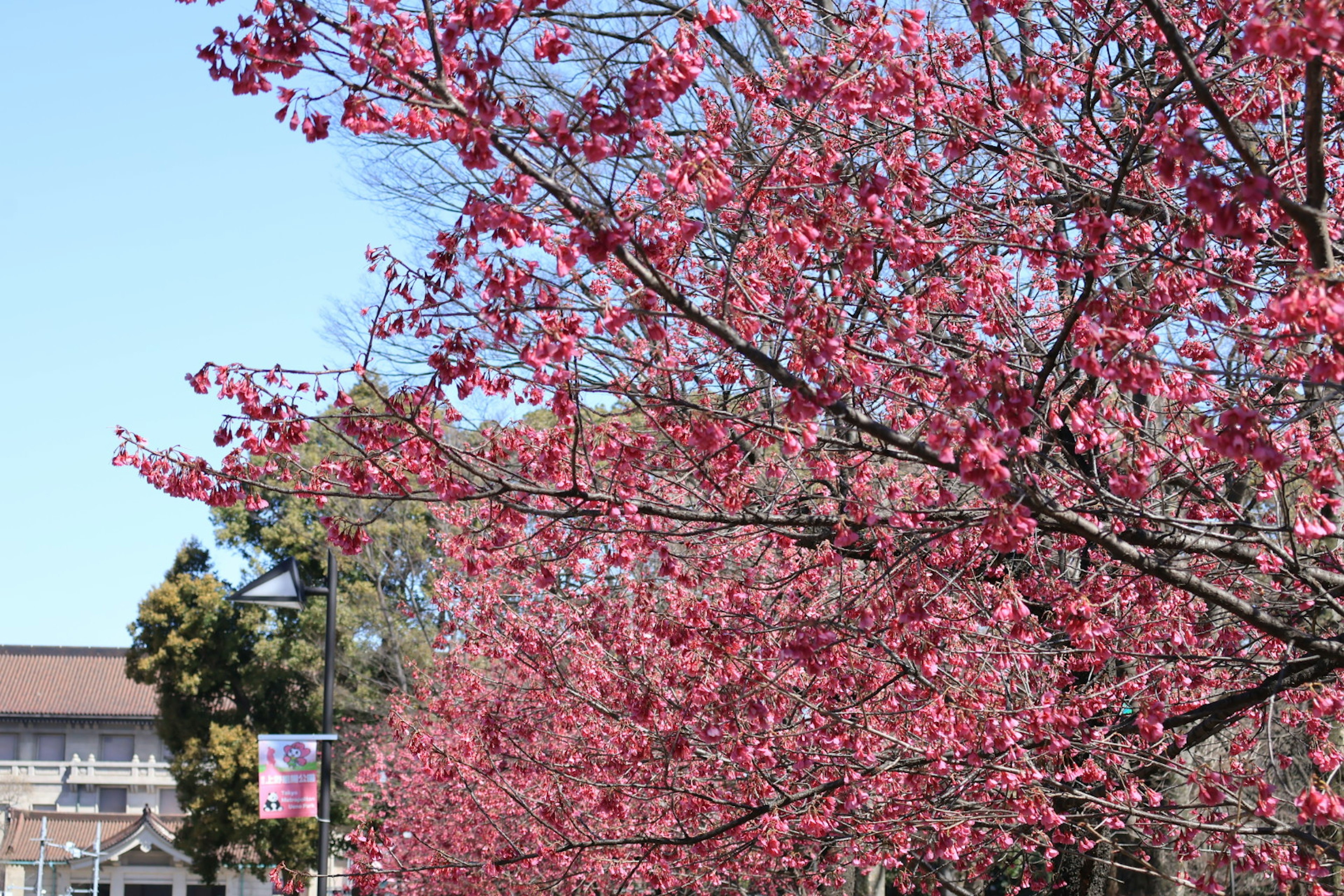 Schöne Szene von blühenden Kirschbäumen unter einem blauen Himmel mit lebhaften rosa Blumen