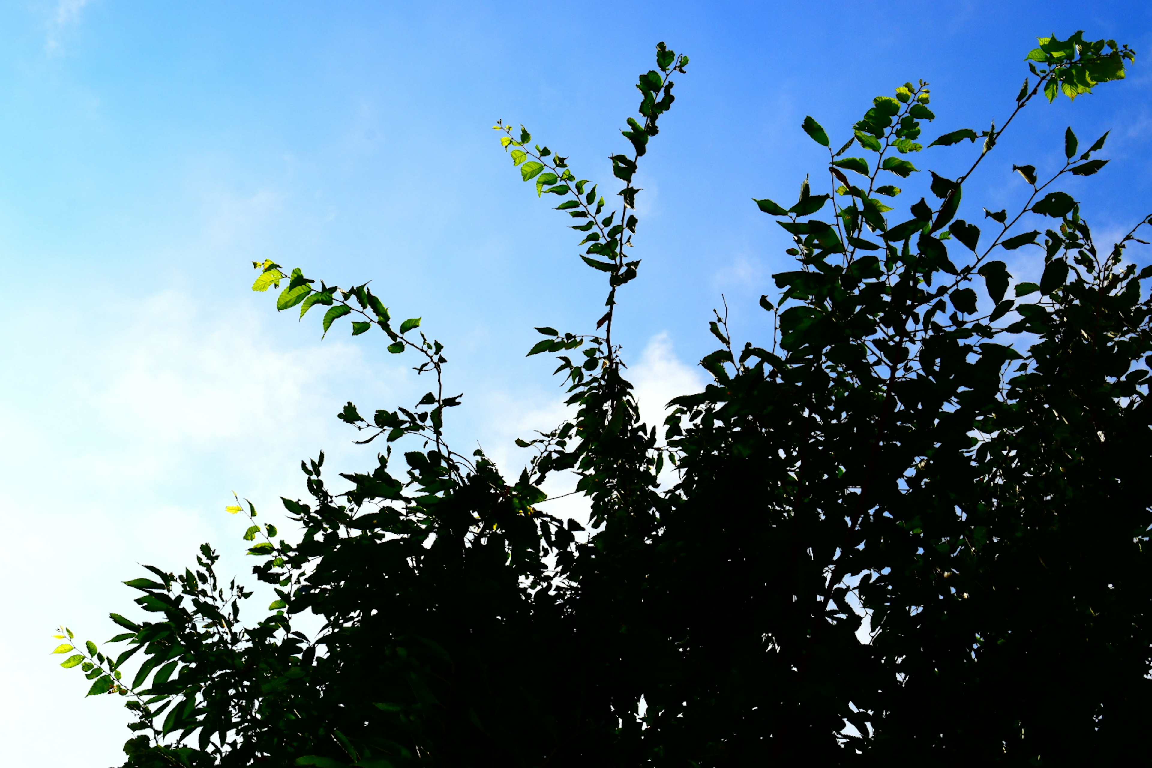 Silhouette von Baumästen vor blauem Himmel