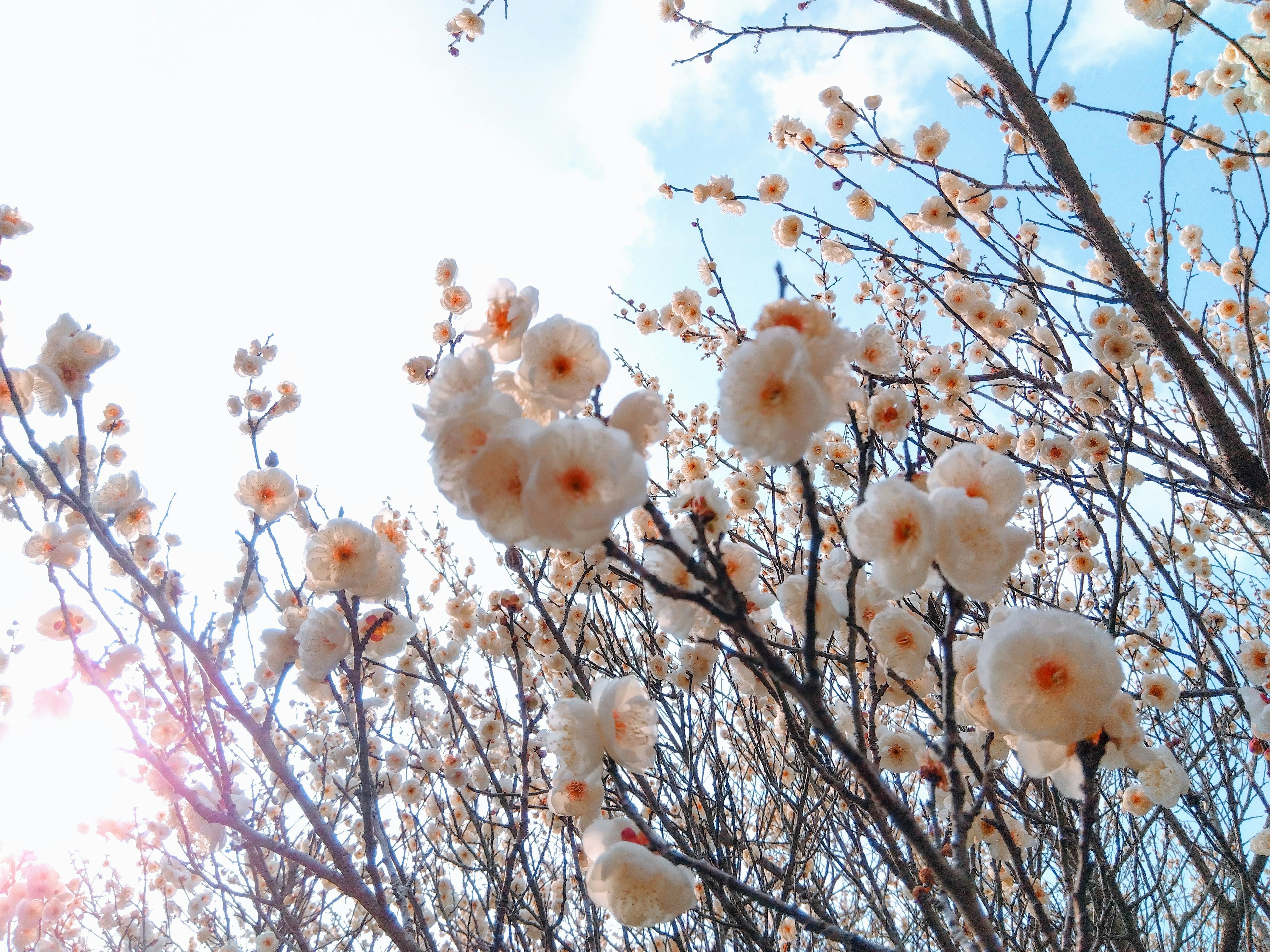 青空の下で咲く白い花と枝の写真