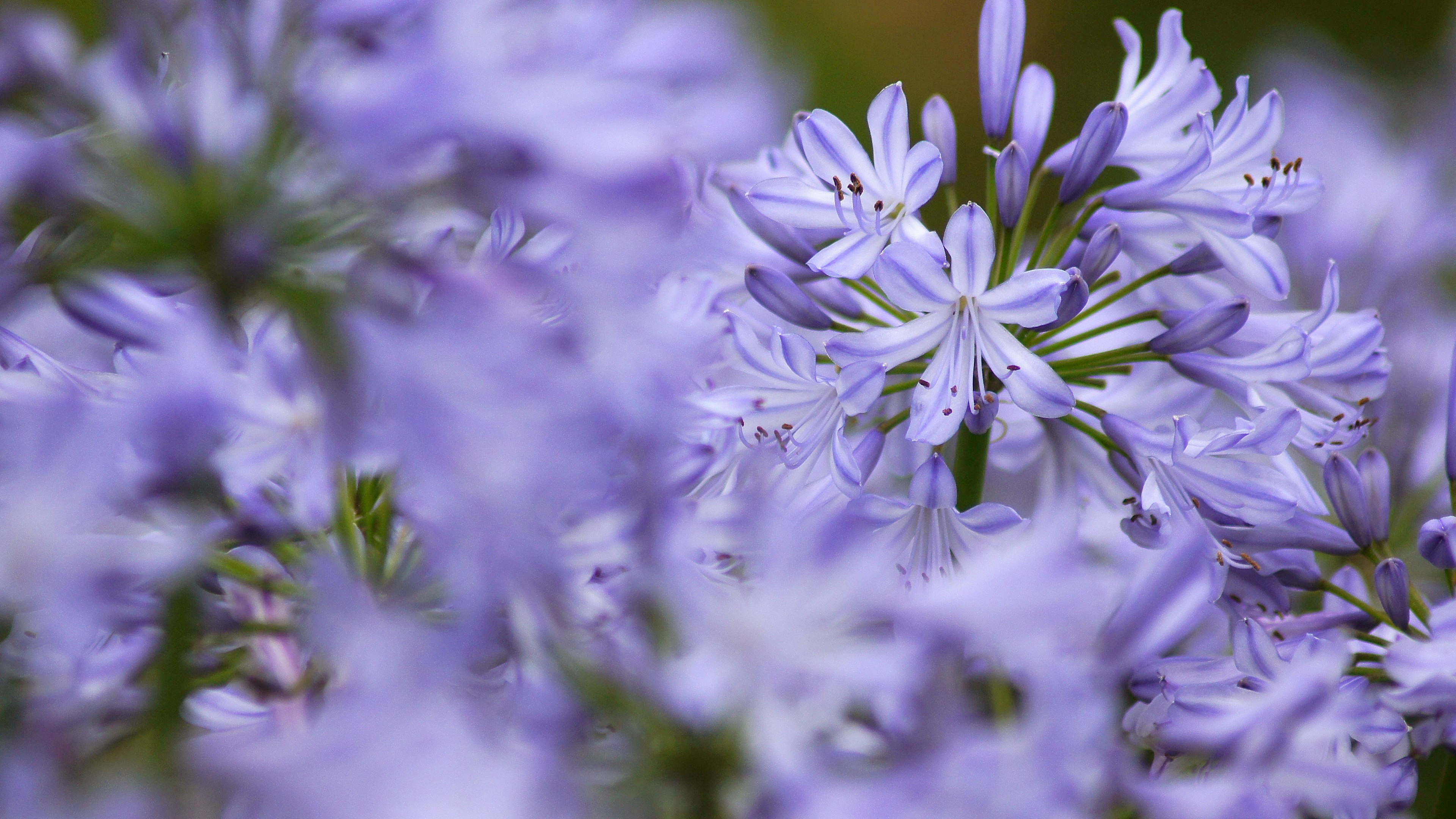 Vibrant scene of clusters of purple flowers