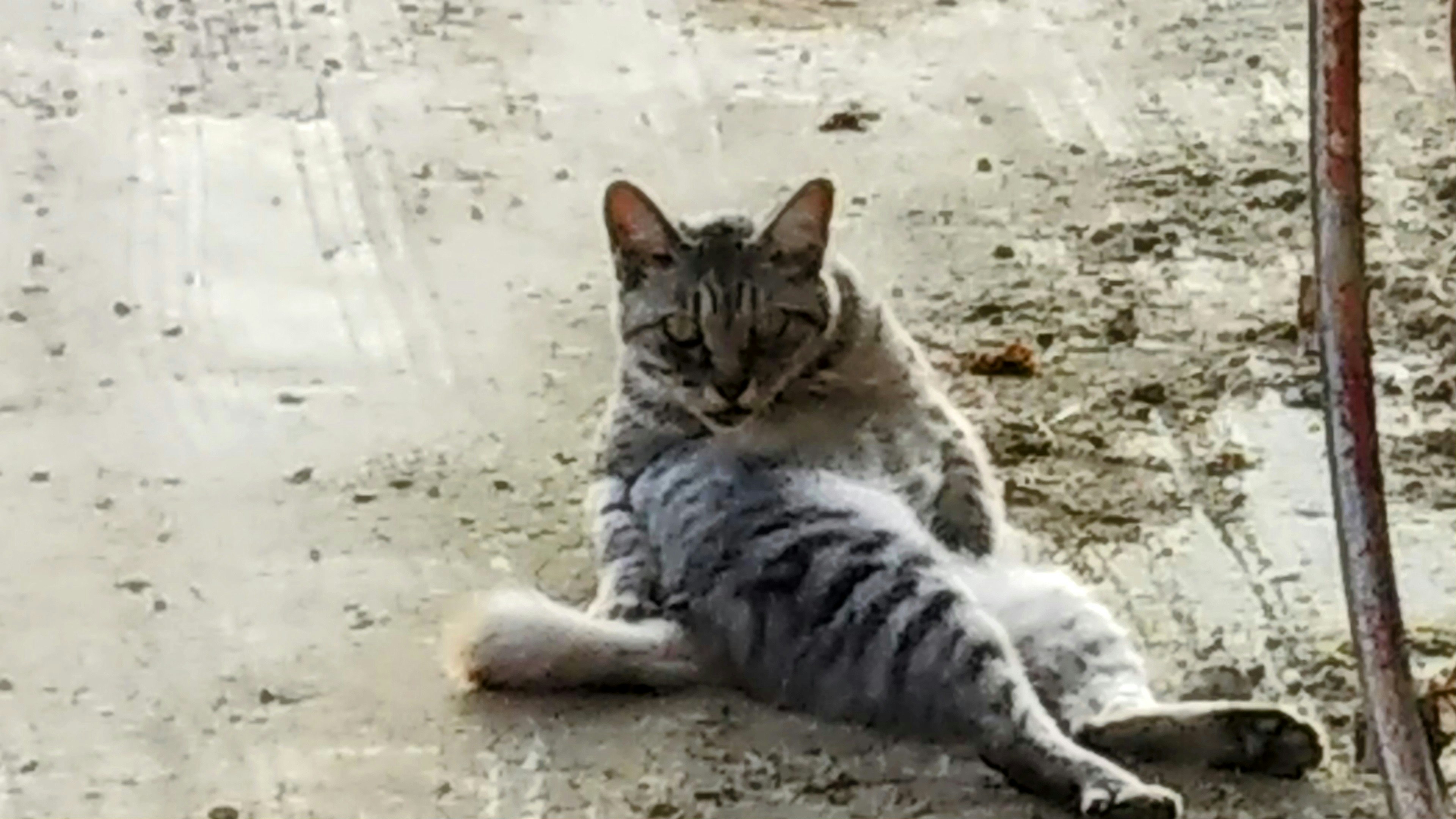 A cat lounging comfortably on a concrete surface