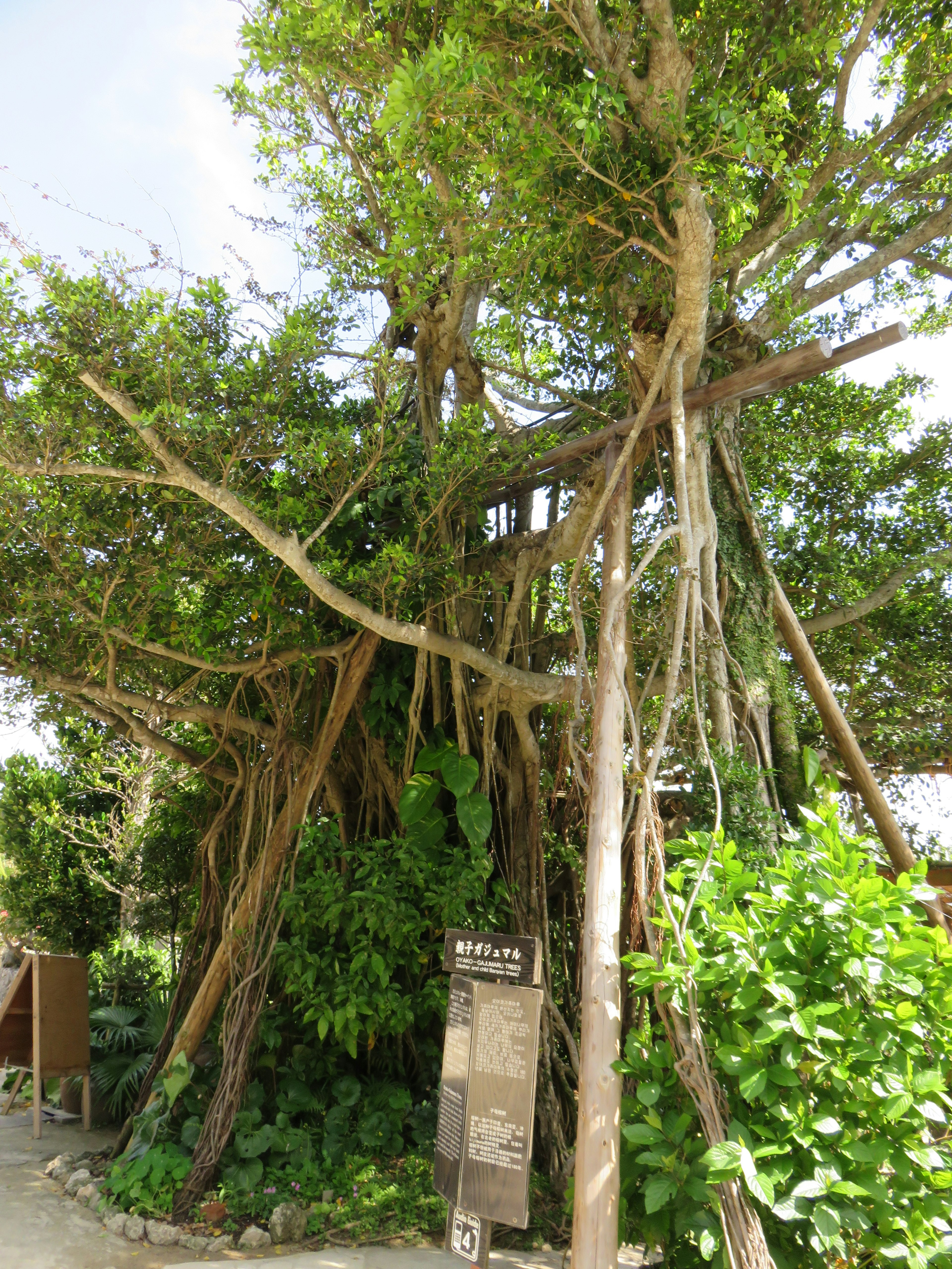 A large tree with sprawling roots and lush greenery