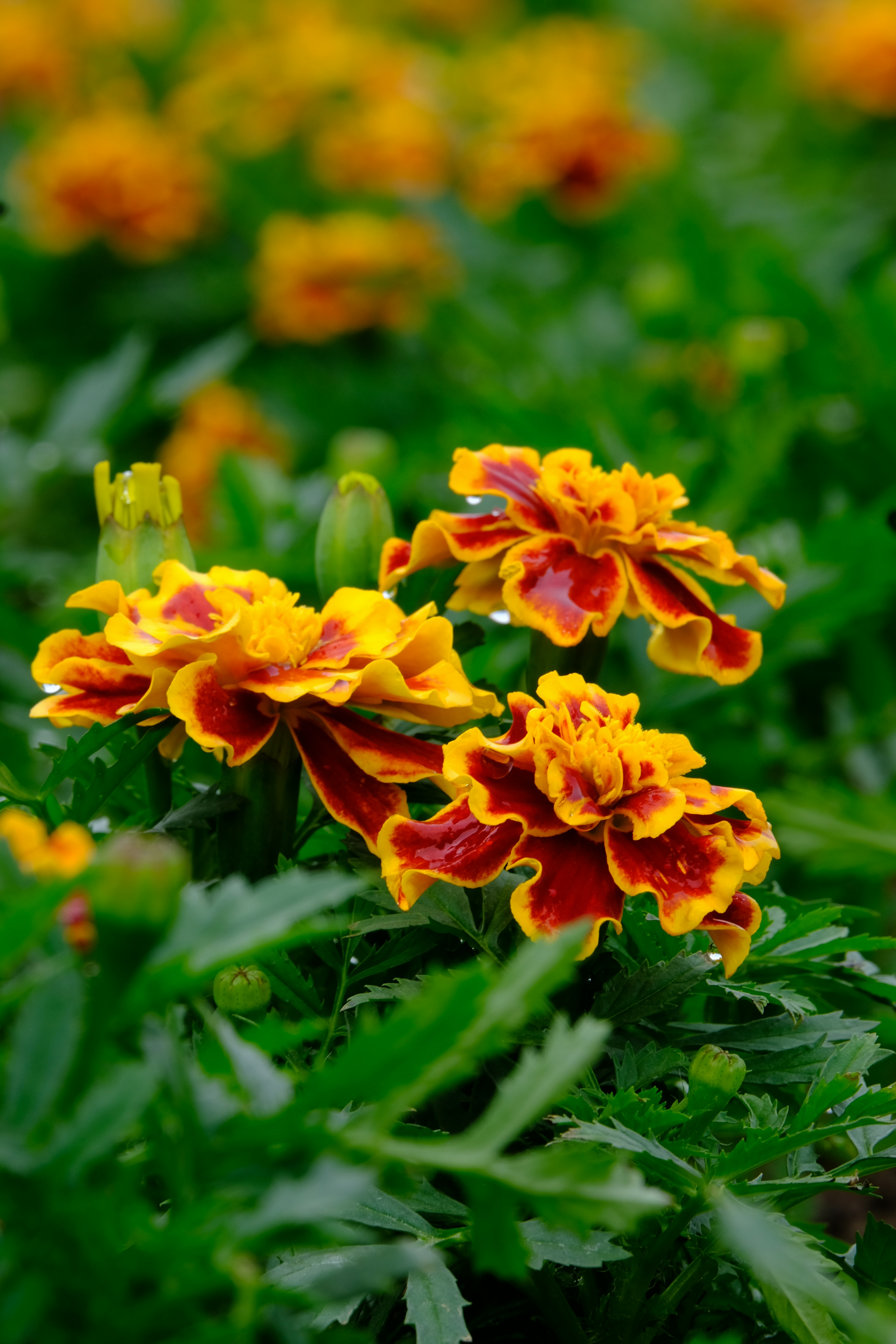 Fiori di tagete arancioni e gialli vivaci che fioriscono tra il fogliame verde