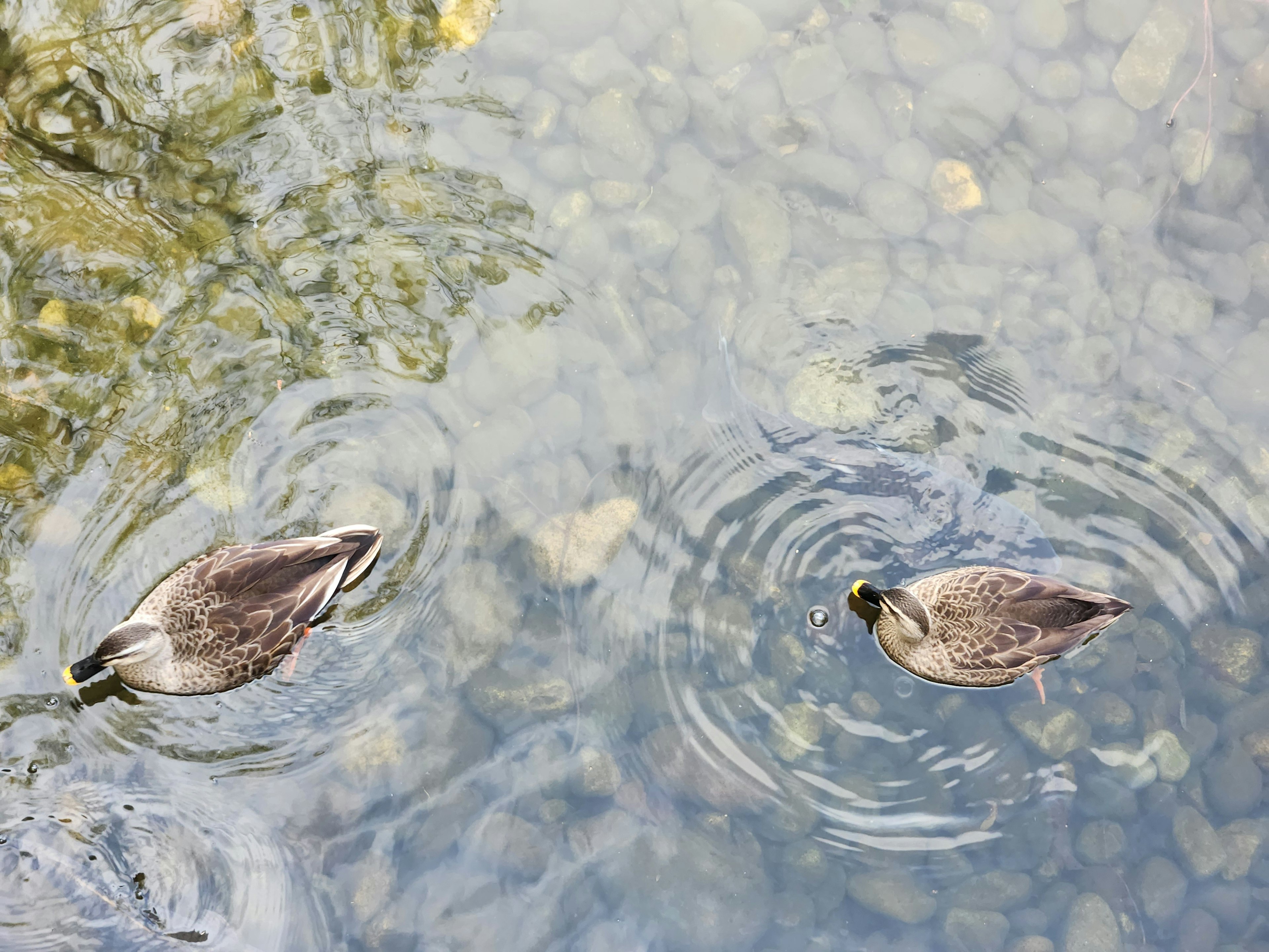 Zwei Enten schwimmen auf der Wasseroberfläche mit umgebenden Steinen