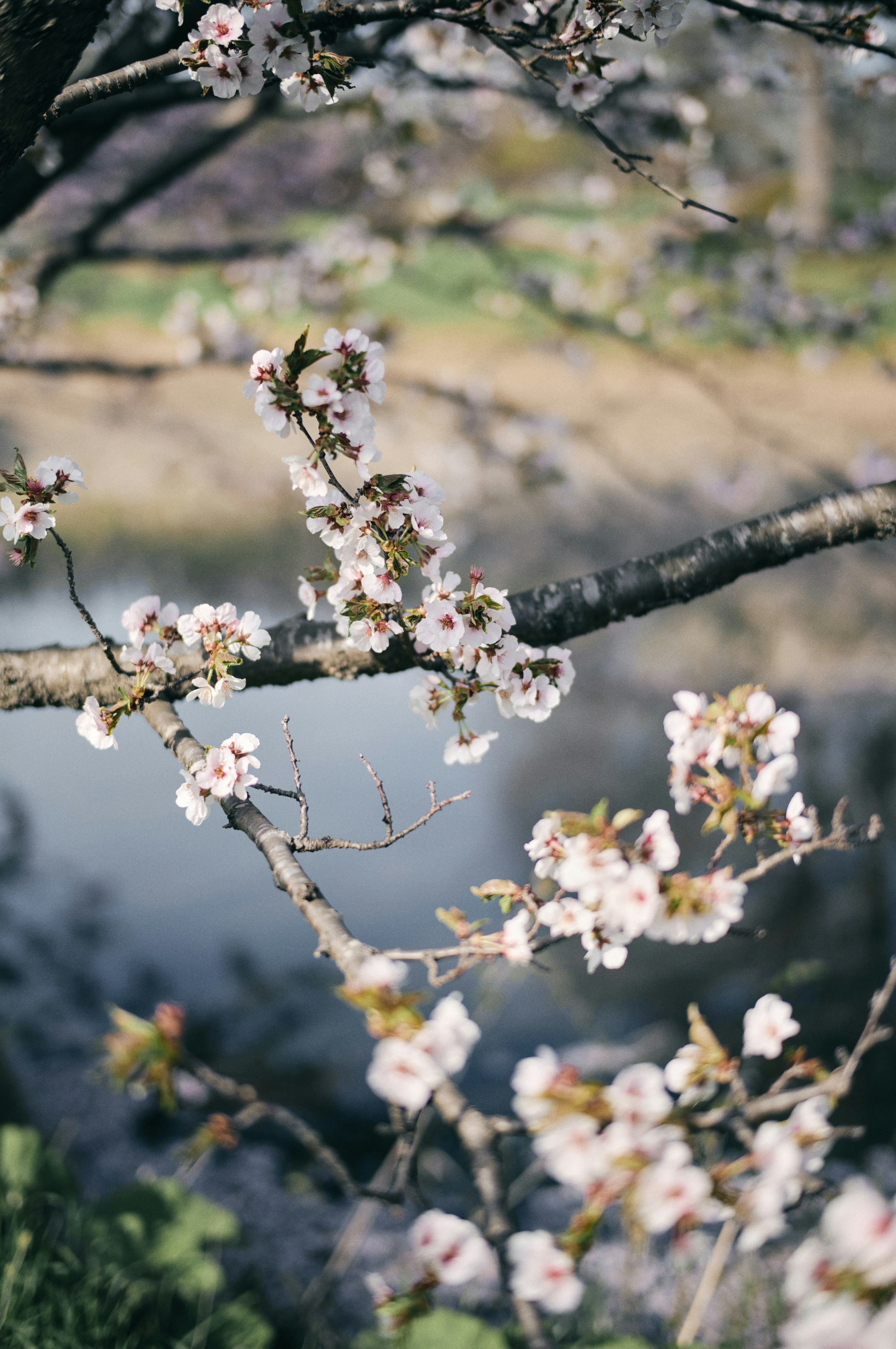 Cherry blossom branches with flowers near a calm water surface