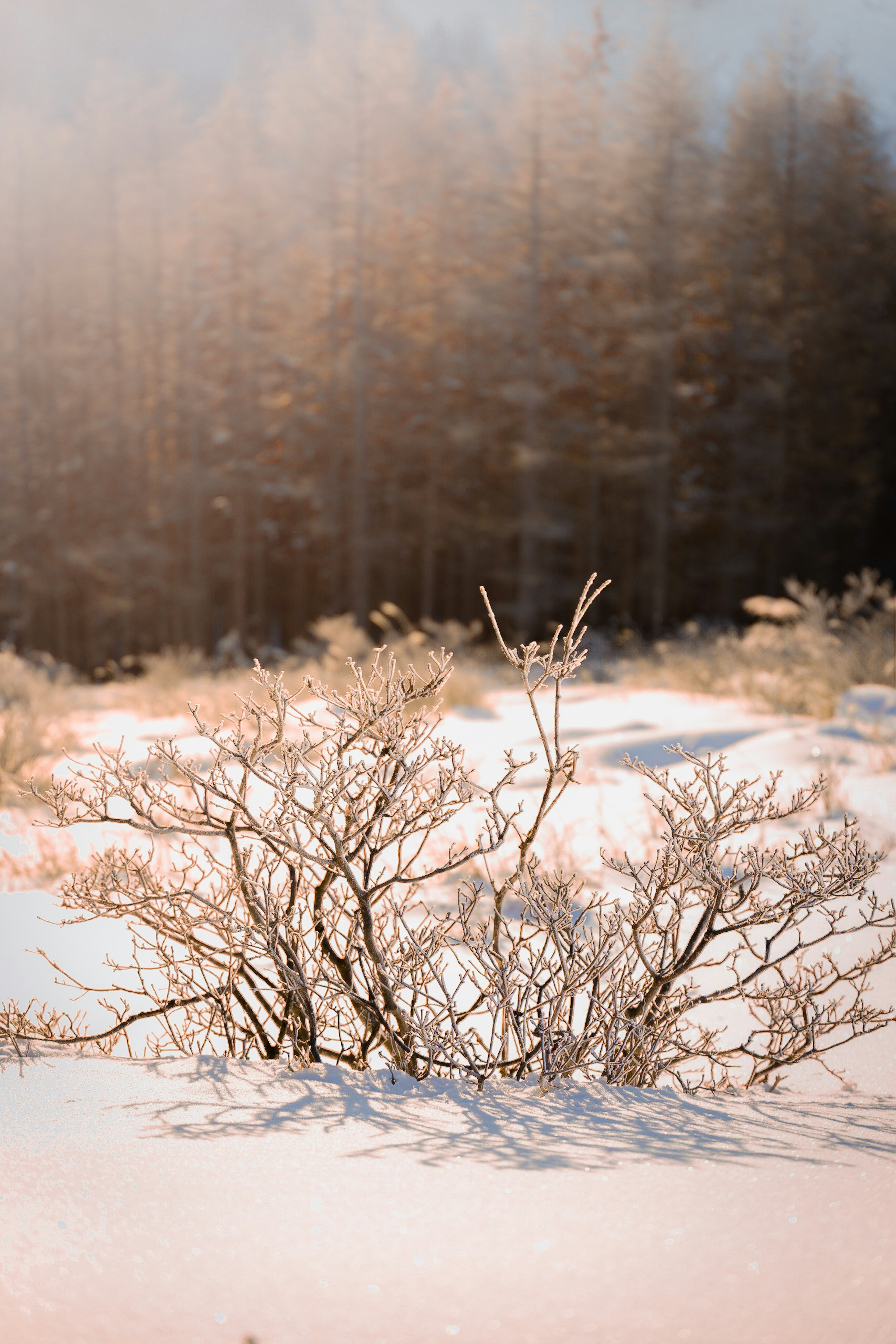 Arbuste recouvert de neige avec des arbres flous en arrière-plan