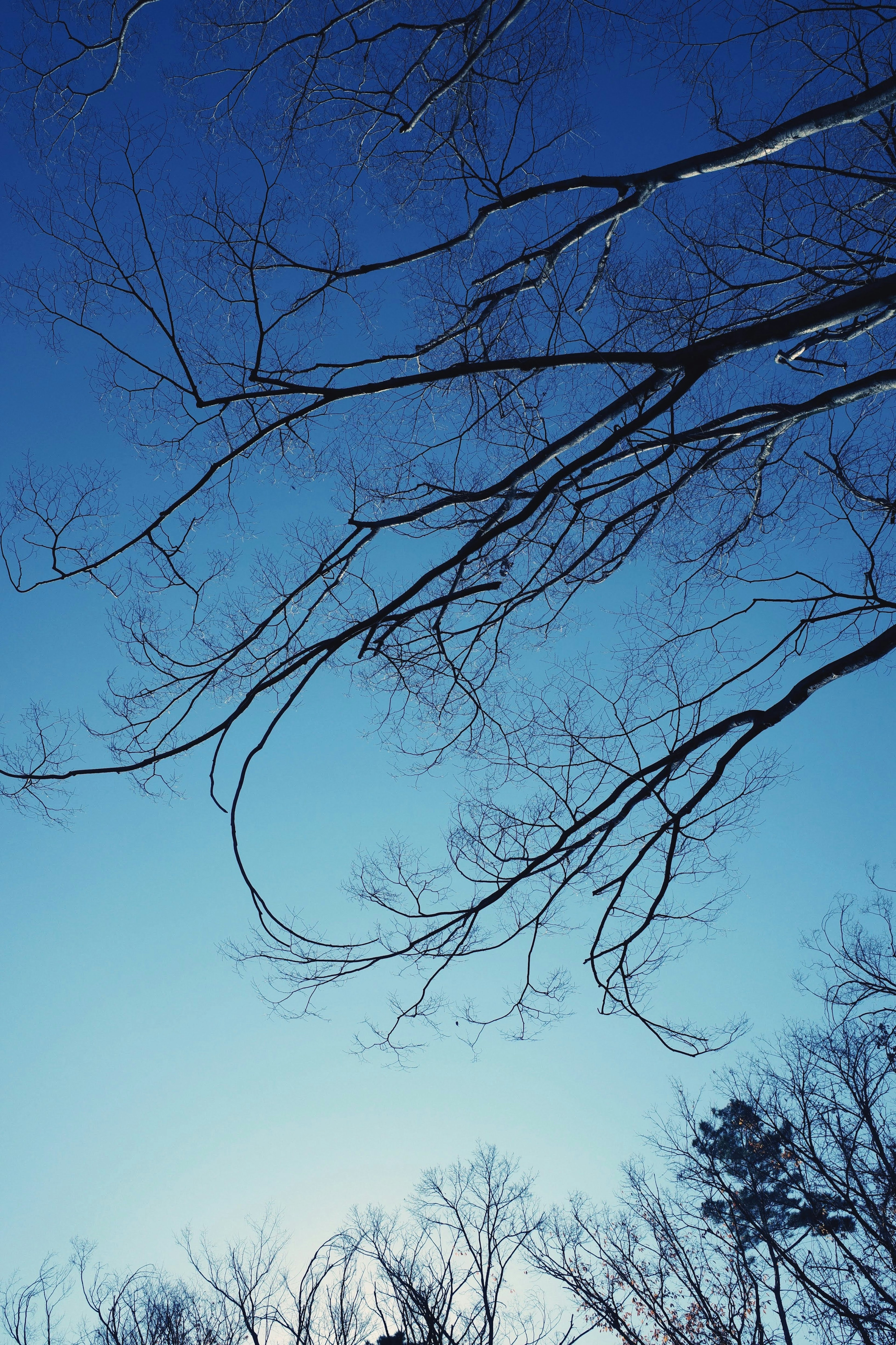 Silhouette von Ästen vor blauem Himmel