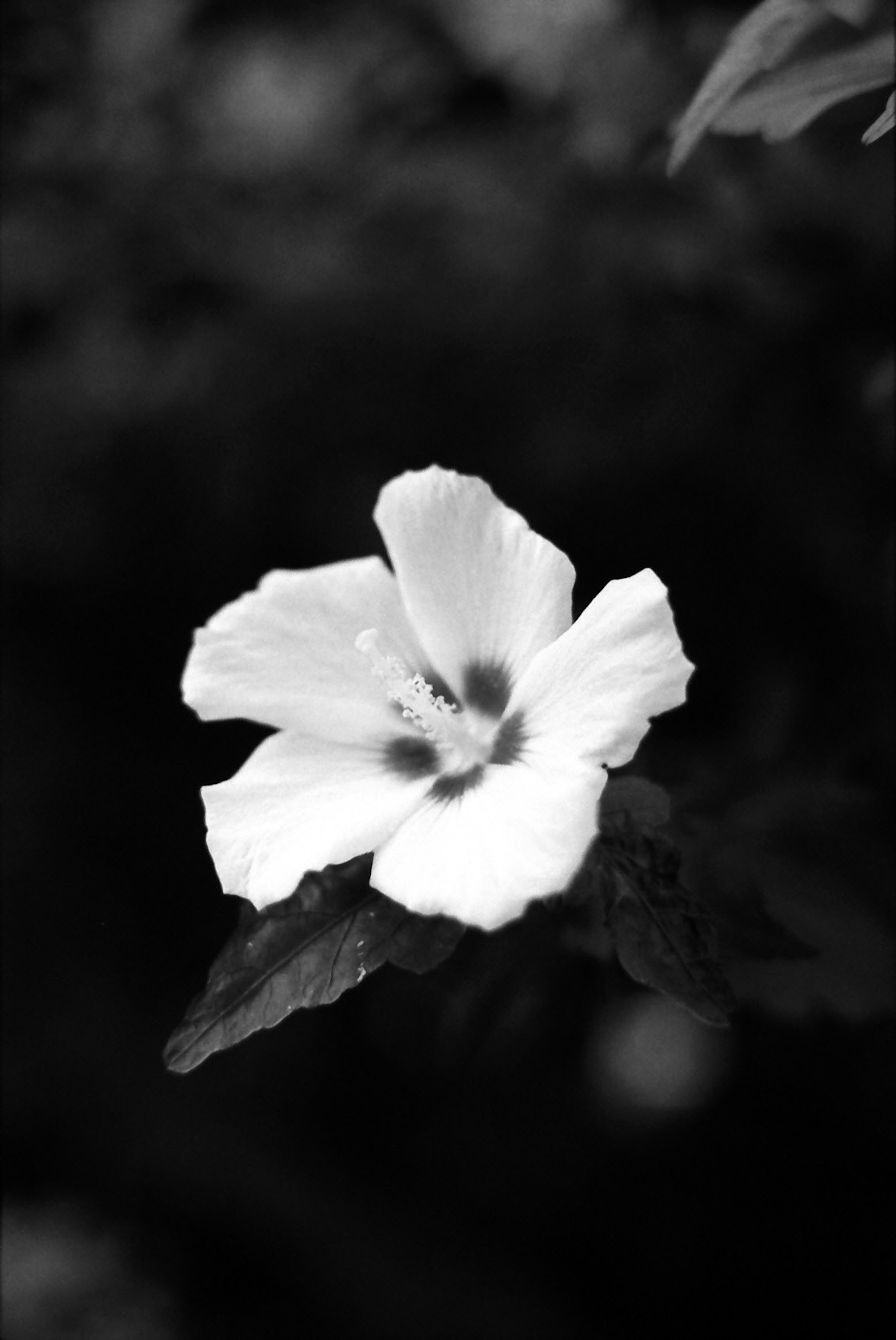 Black and white image of a white hibiscus flower