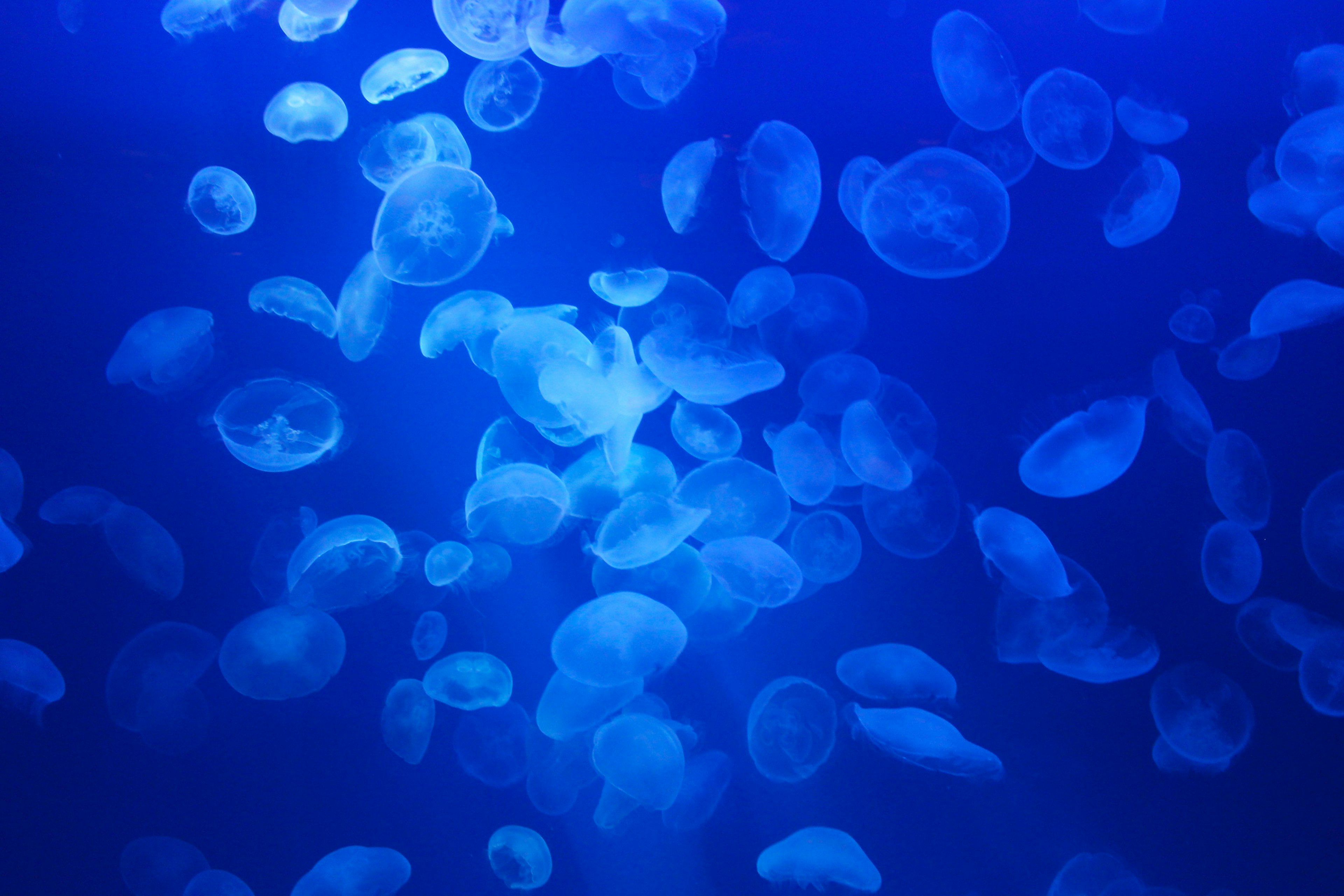 Un grupo de medusas flotando en agua azul