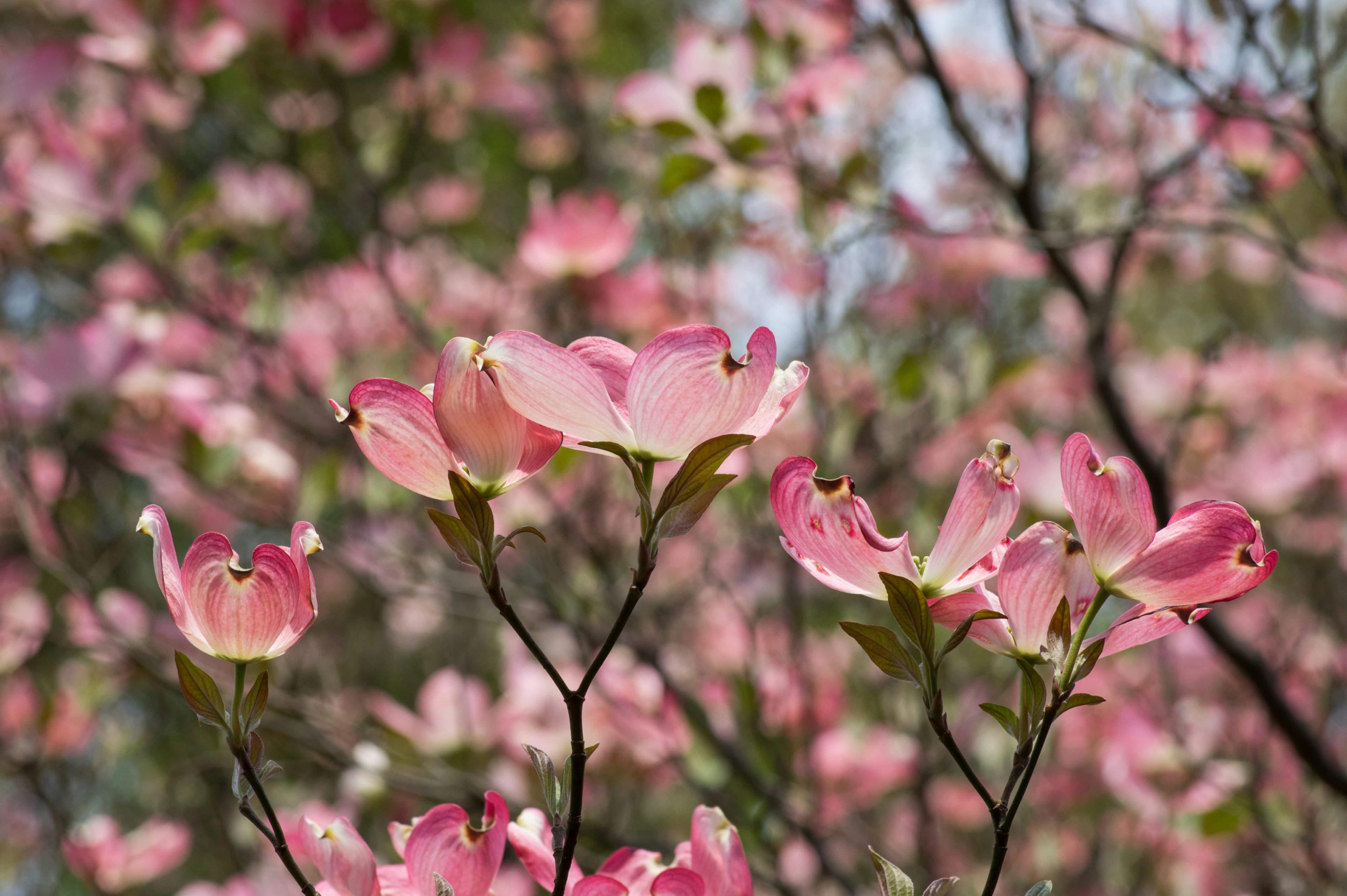 Branches of dogwood with pink flowers and blurred background