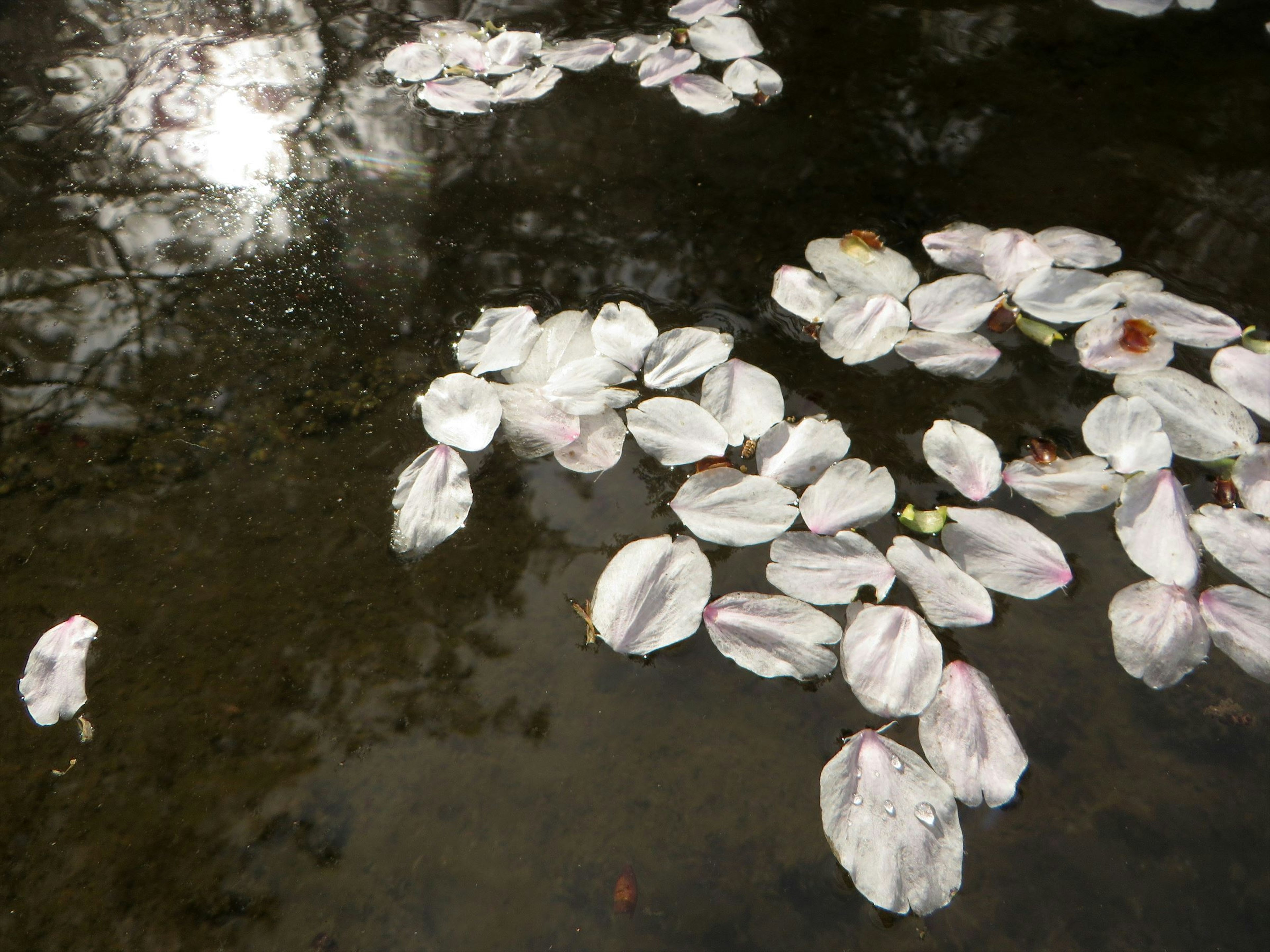 Cherry blossom petals floating on water with reflected light