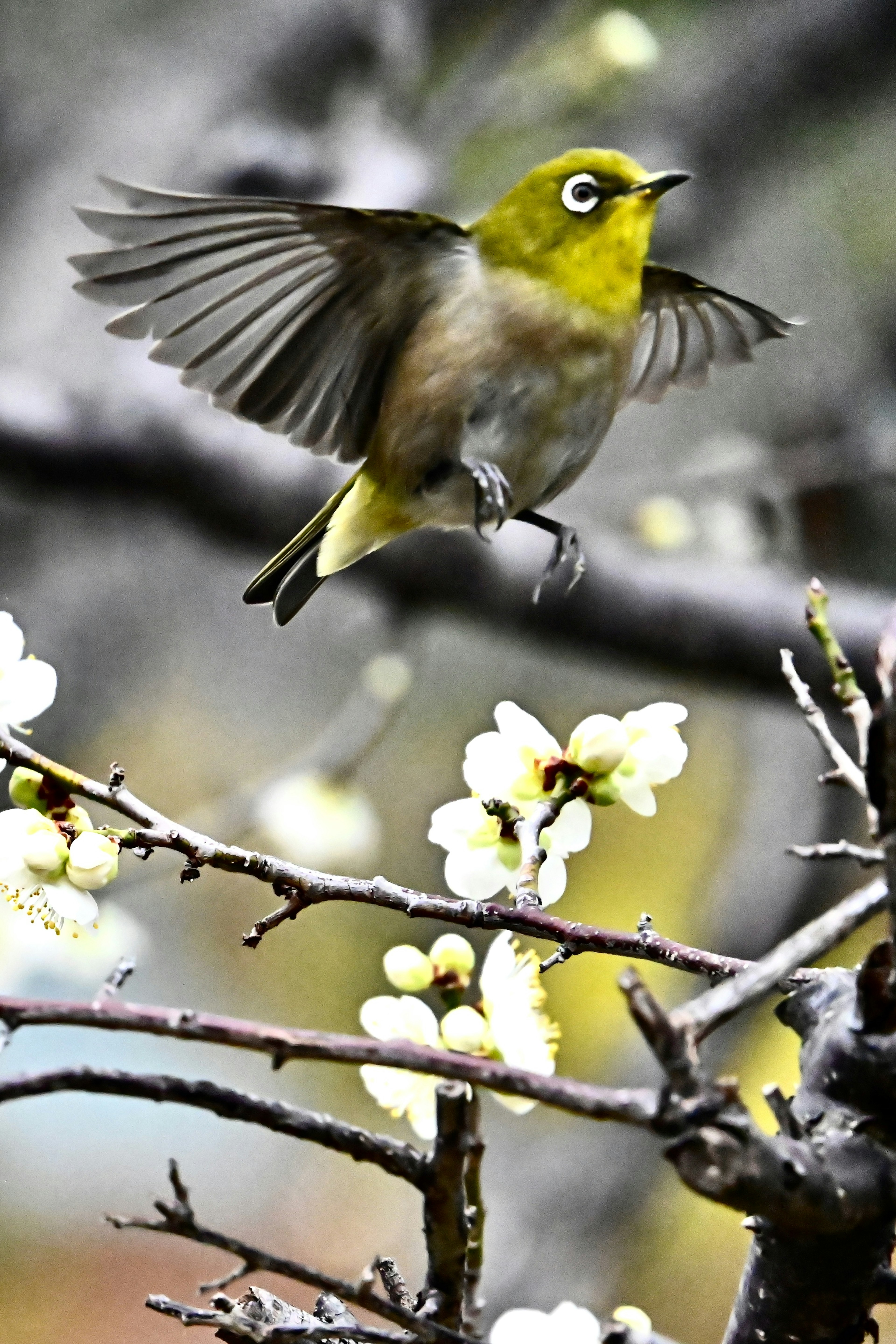 Un ave ojo blanco japonés despegando de una rama con flores en flor