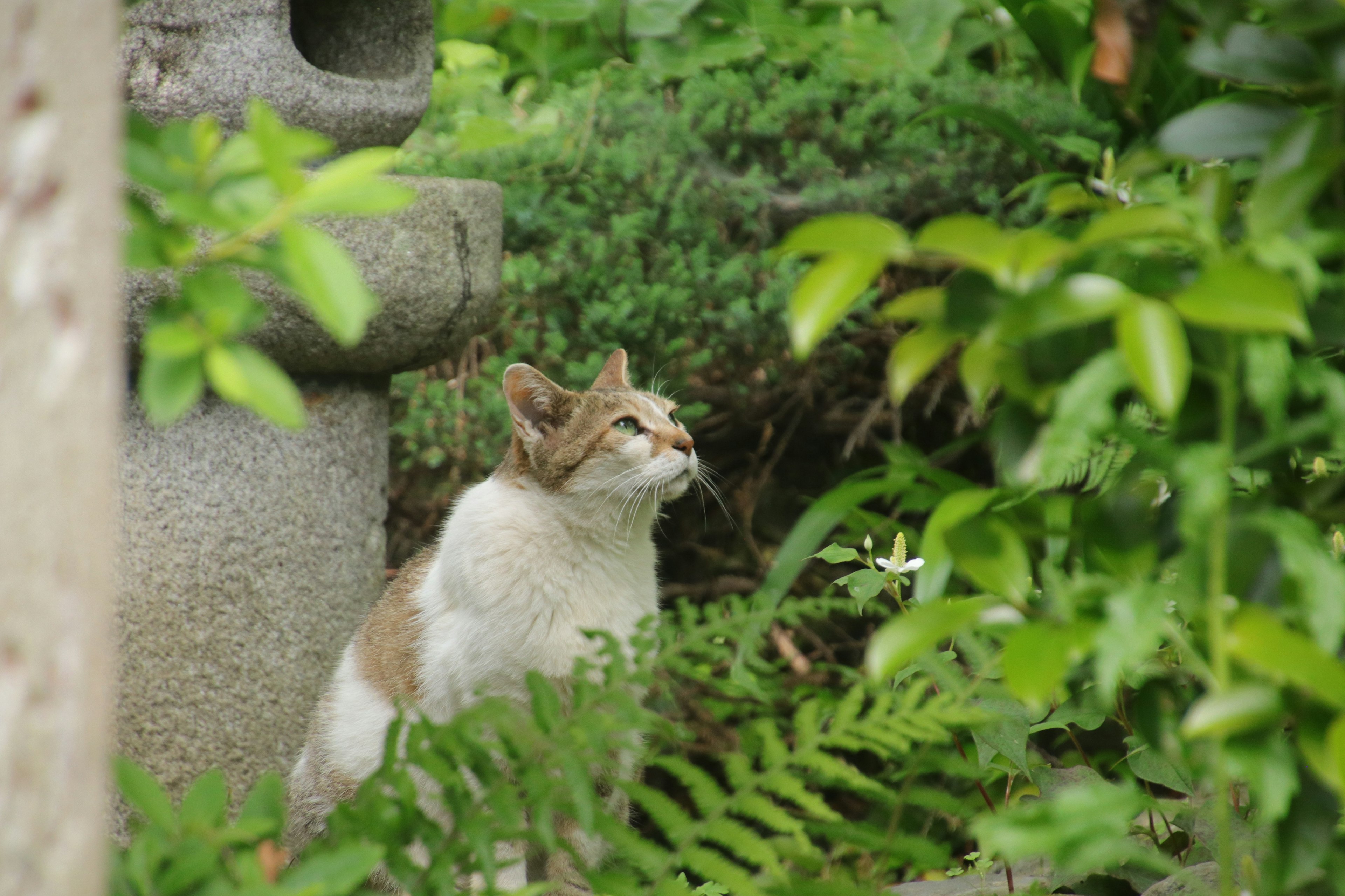 A cat surrounded by green plants in a garden