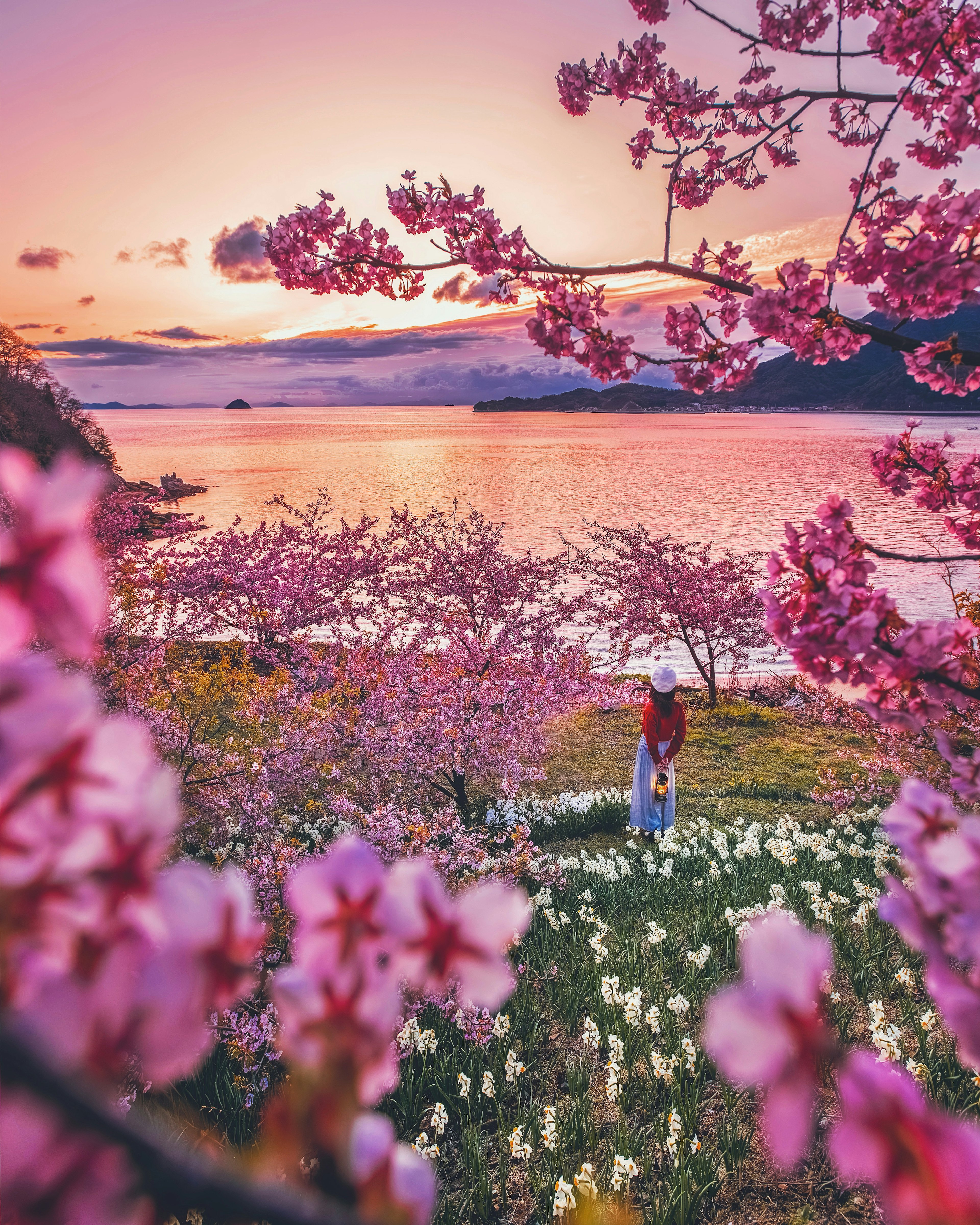 美しい桜の花が咲く風景と夕焼けを楽しむ人