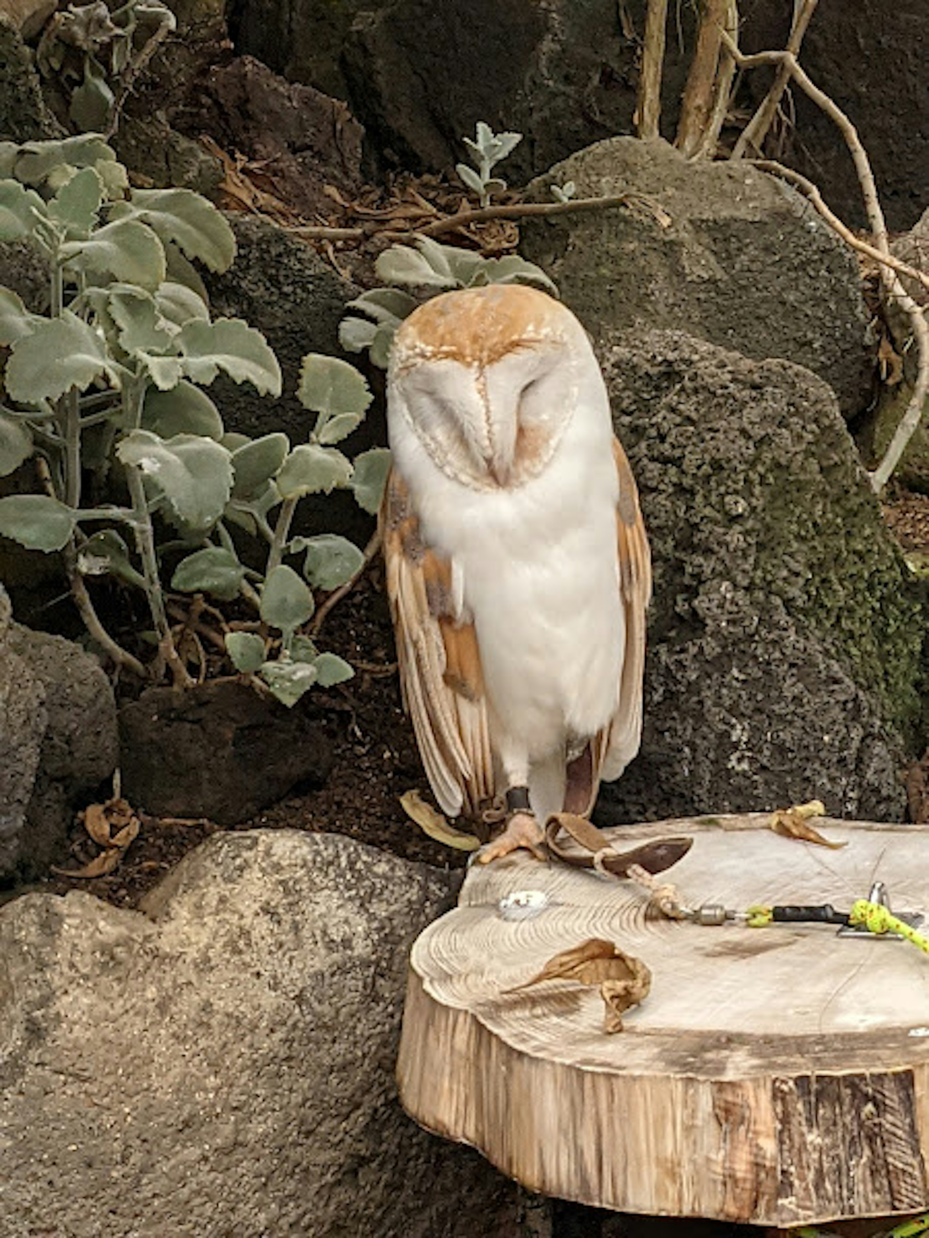 Un hibou des moissons perché sur une surface en bois entourée de verdure et de rochers