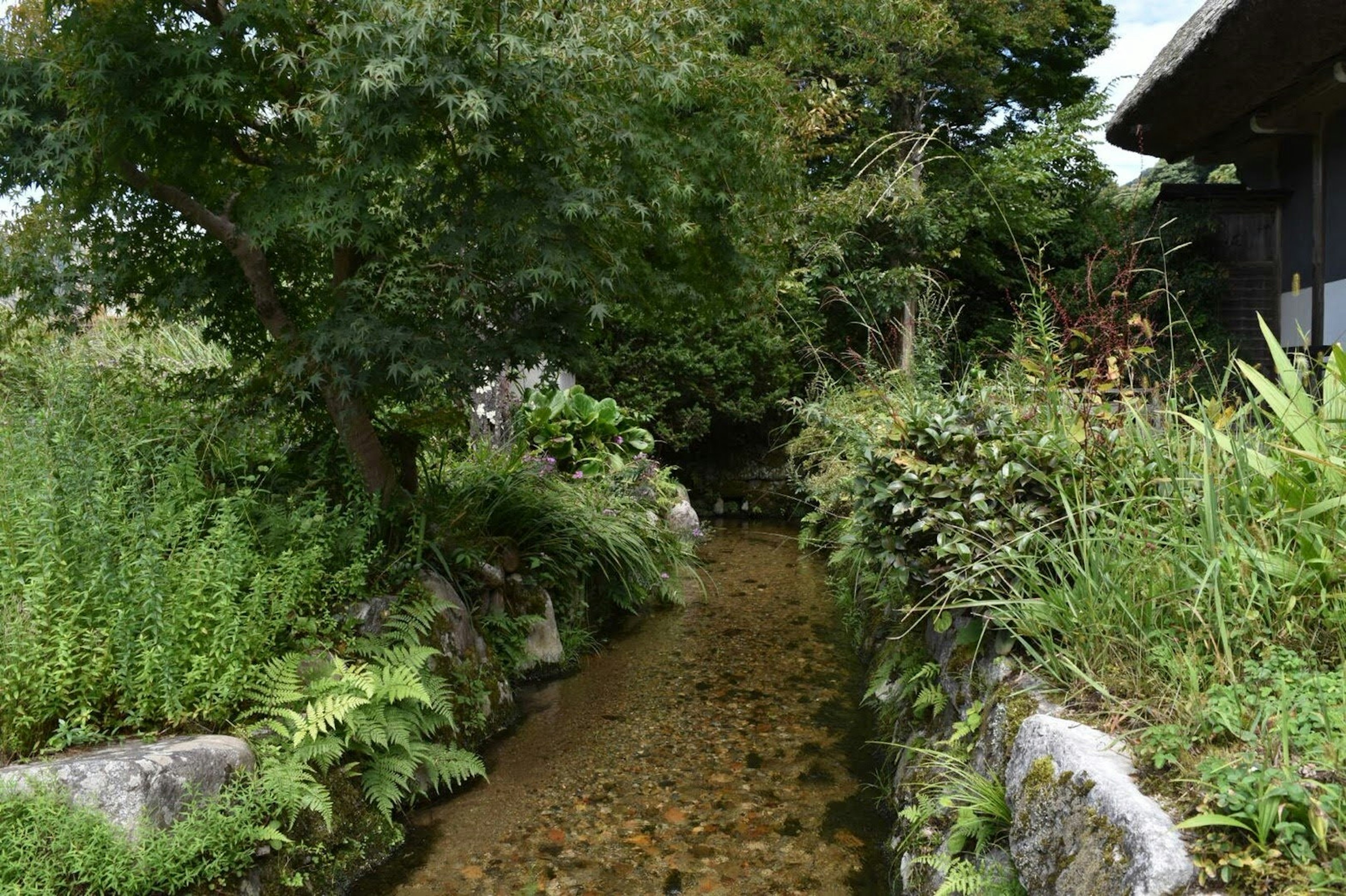 緑豊かな植物に囲まれた小川の風景