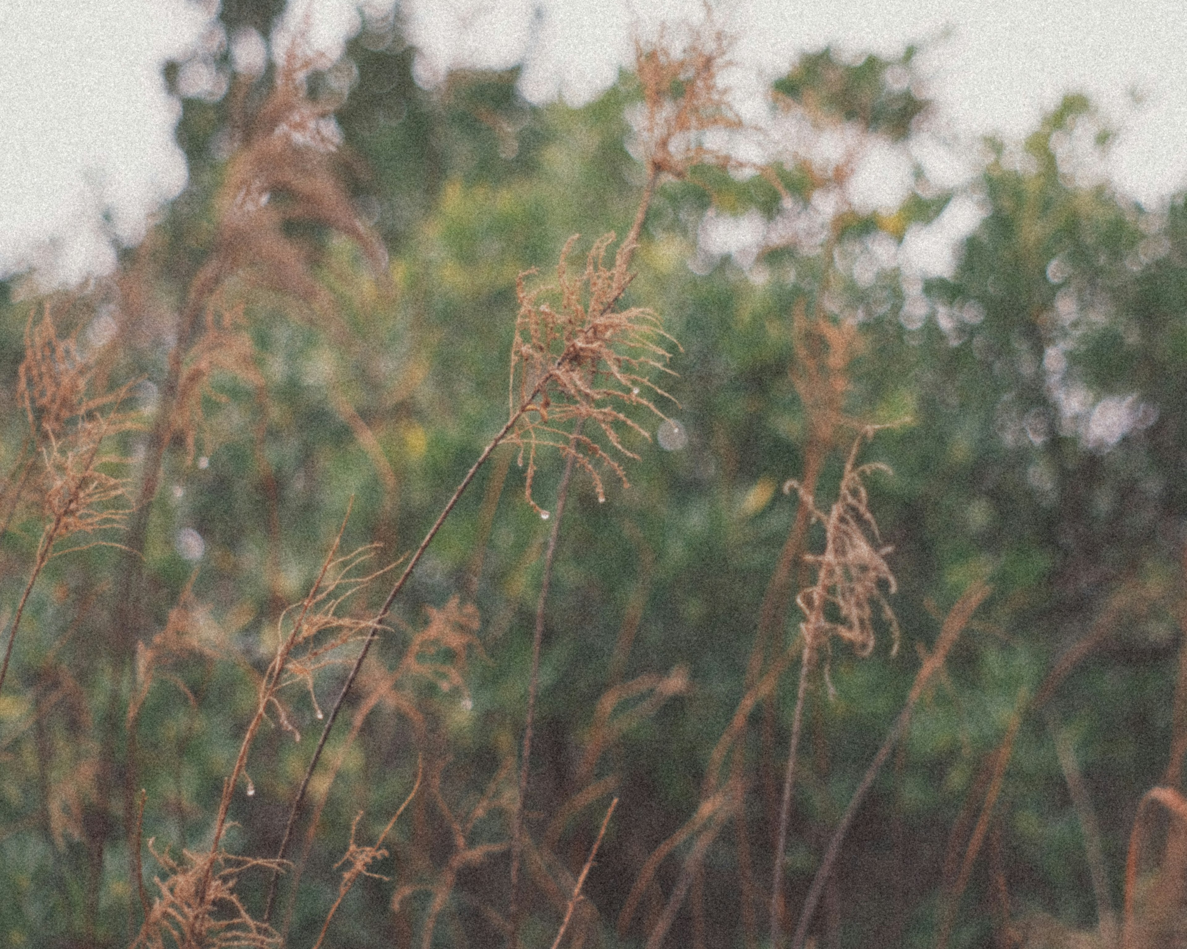 Blurred landscape of dry grass with a green background