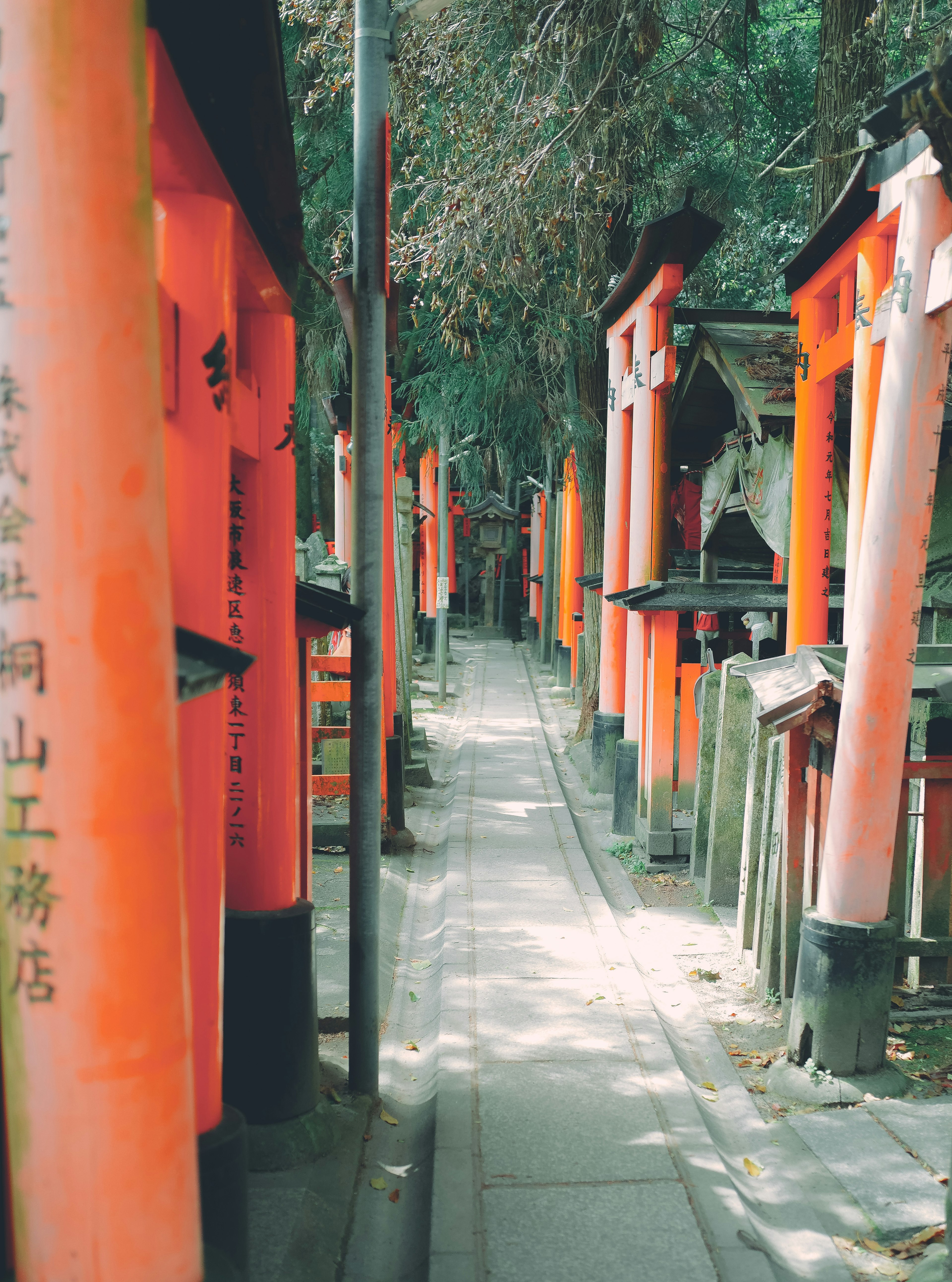 Sendero flanqueado por torii rojos en un santuario