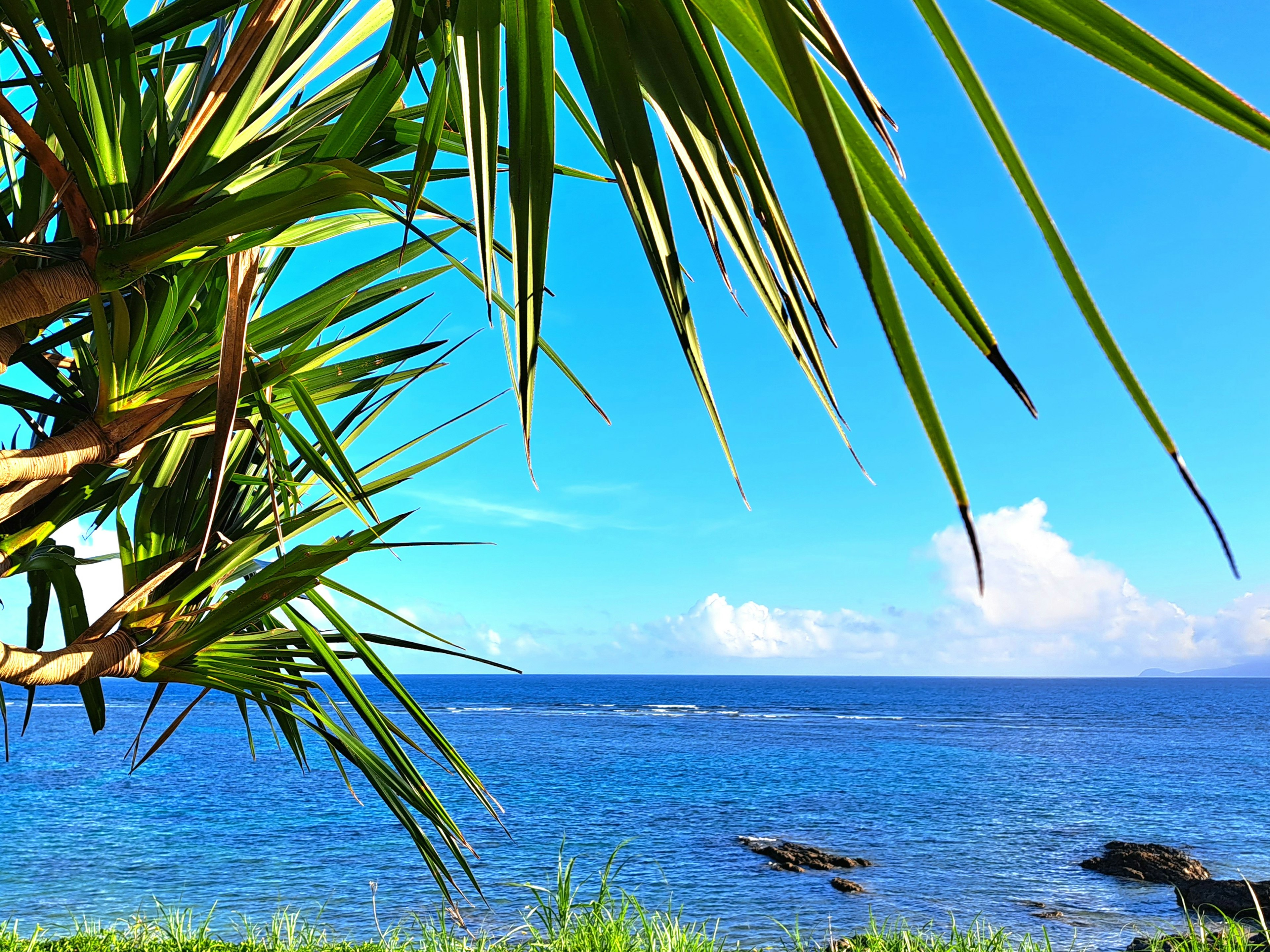 Vue panoramique d'une plage avec océan bleu et verdure