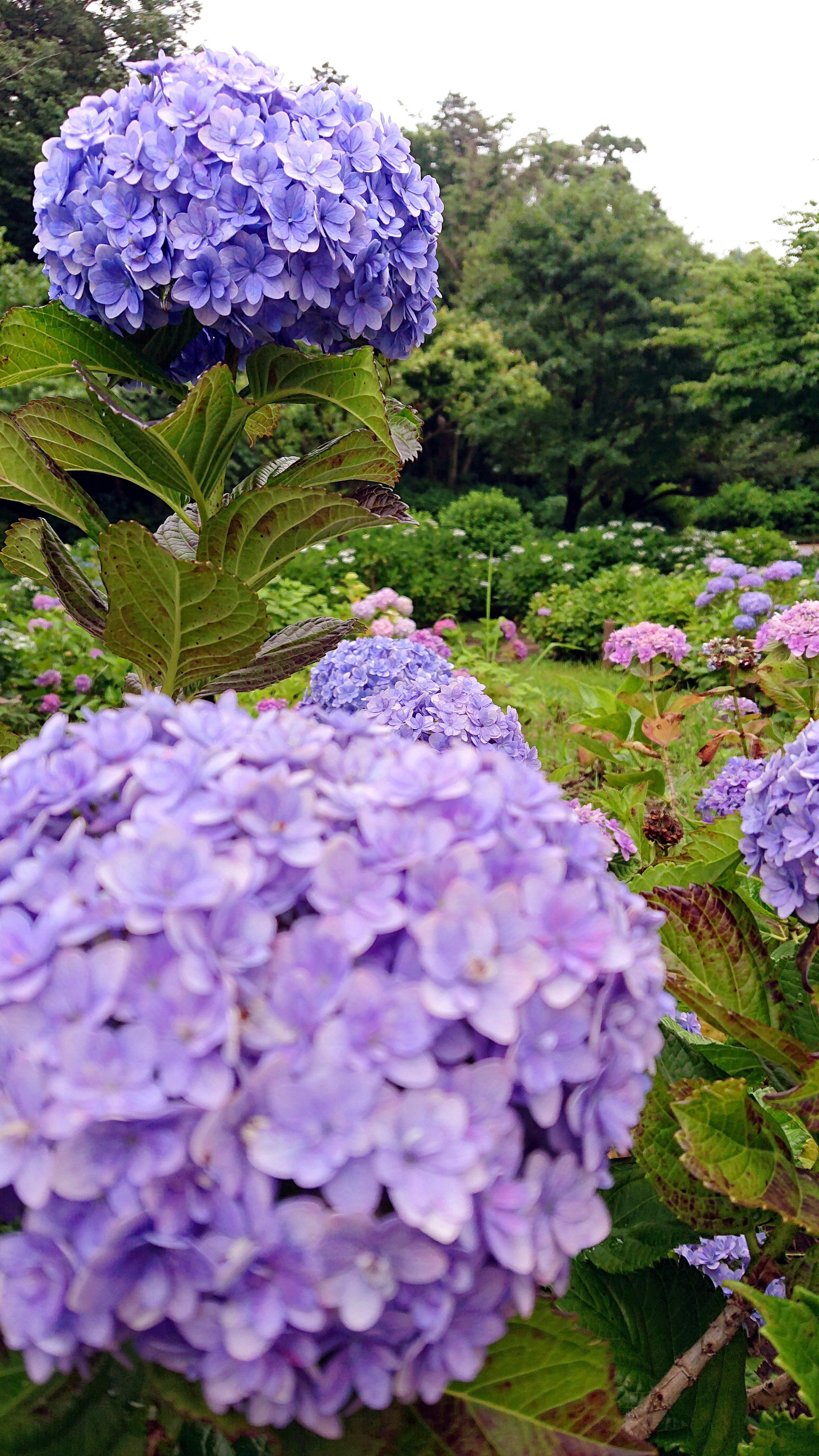 Fleurs d'hortensia violettes magnifiques en fleurs dans un jardin