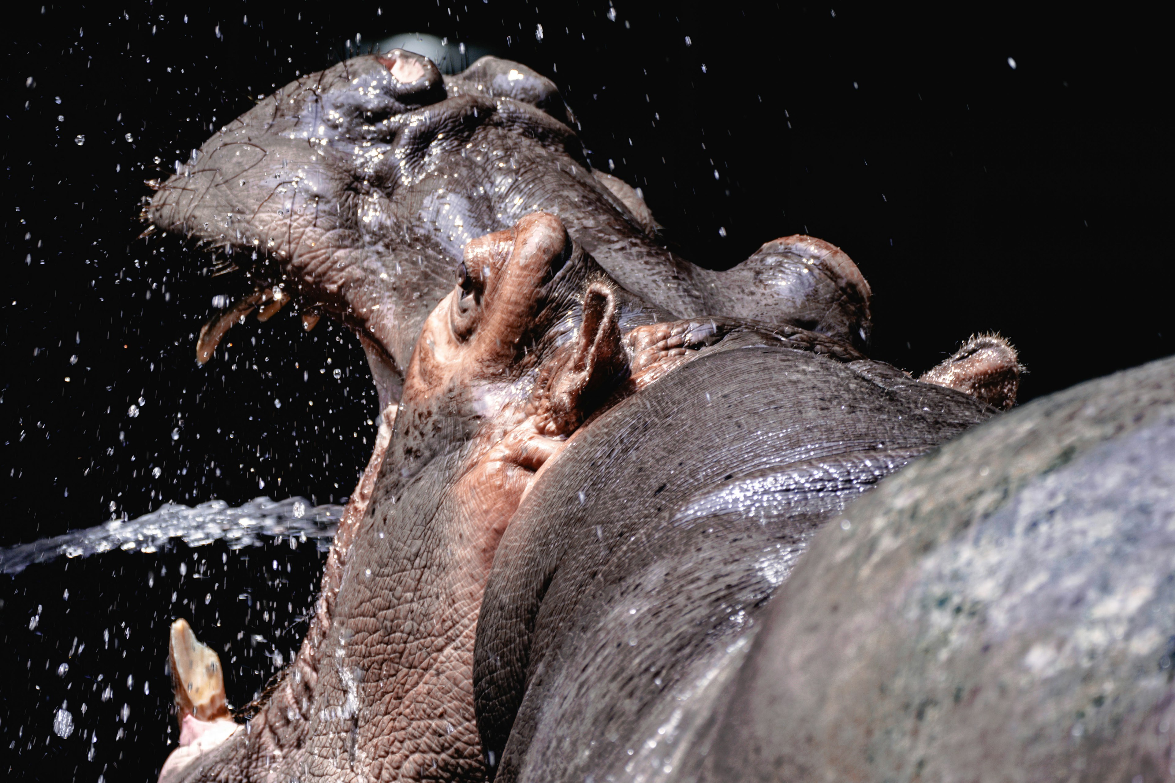 Profilo di un ippopotamo che spruzza acqua