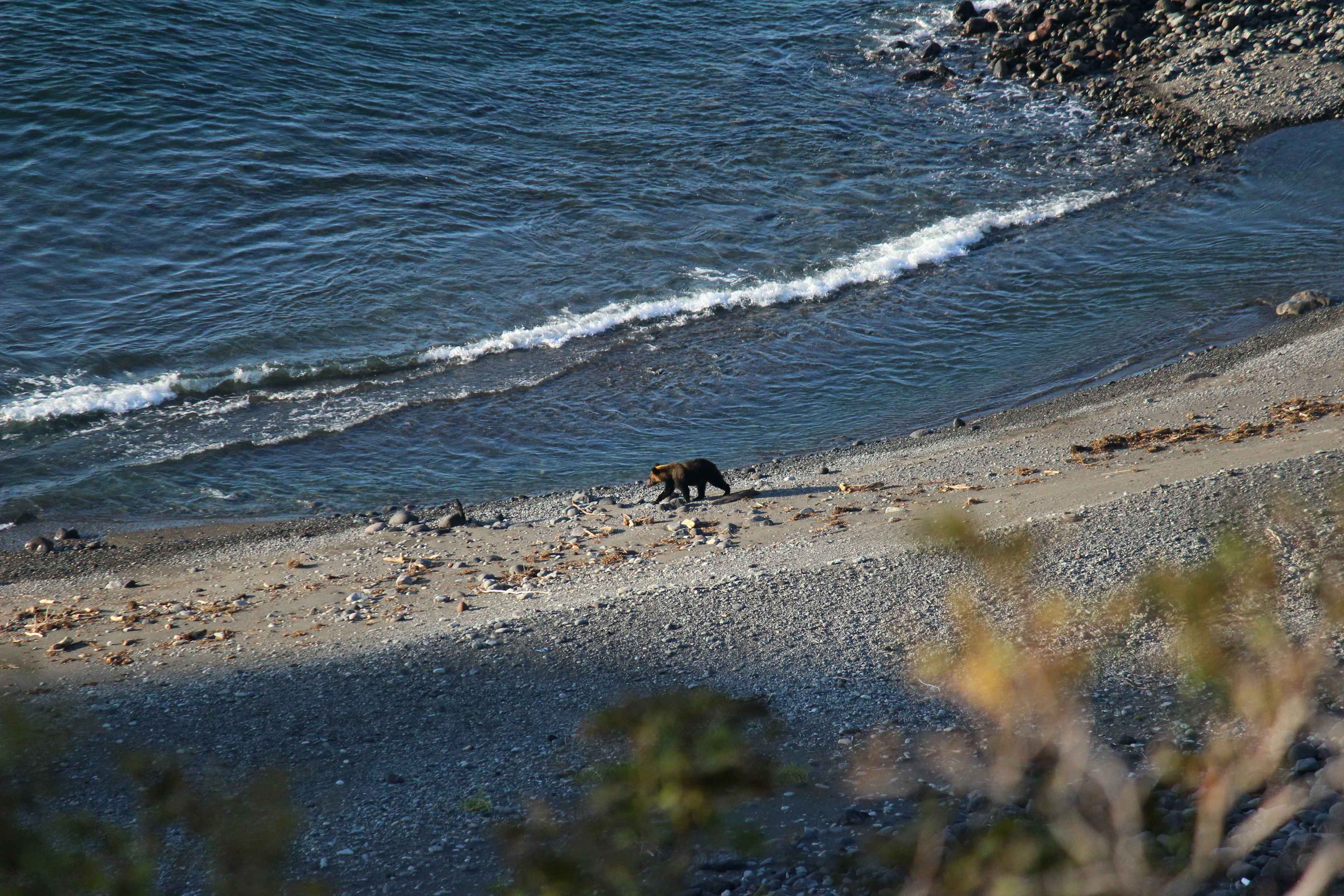 海岸を歩く動物の写真