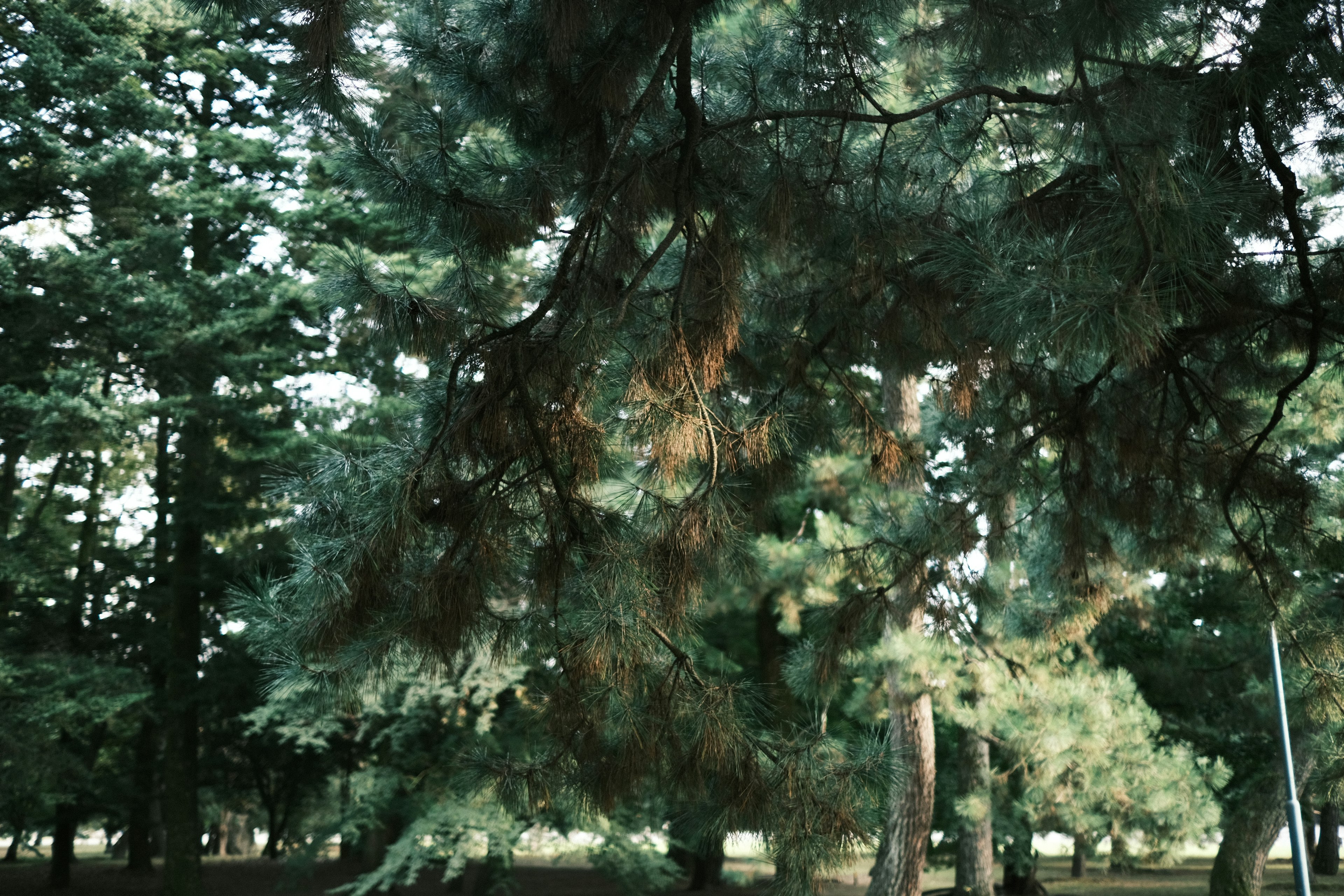 A view of drooping pine tree branches in a lush green forest