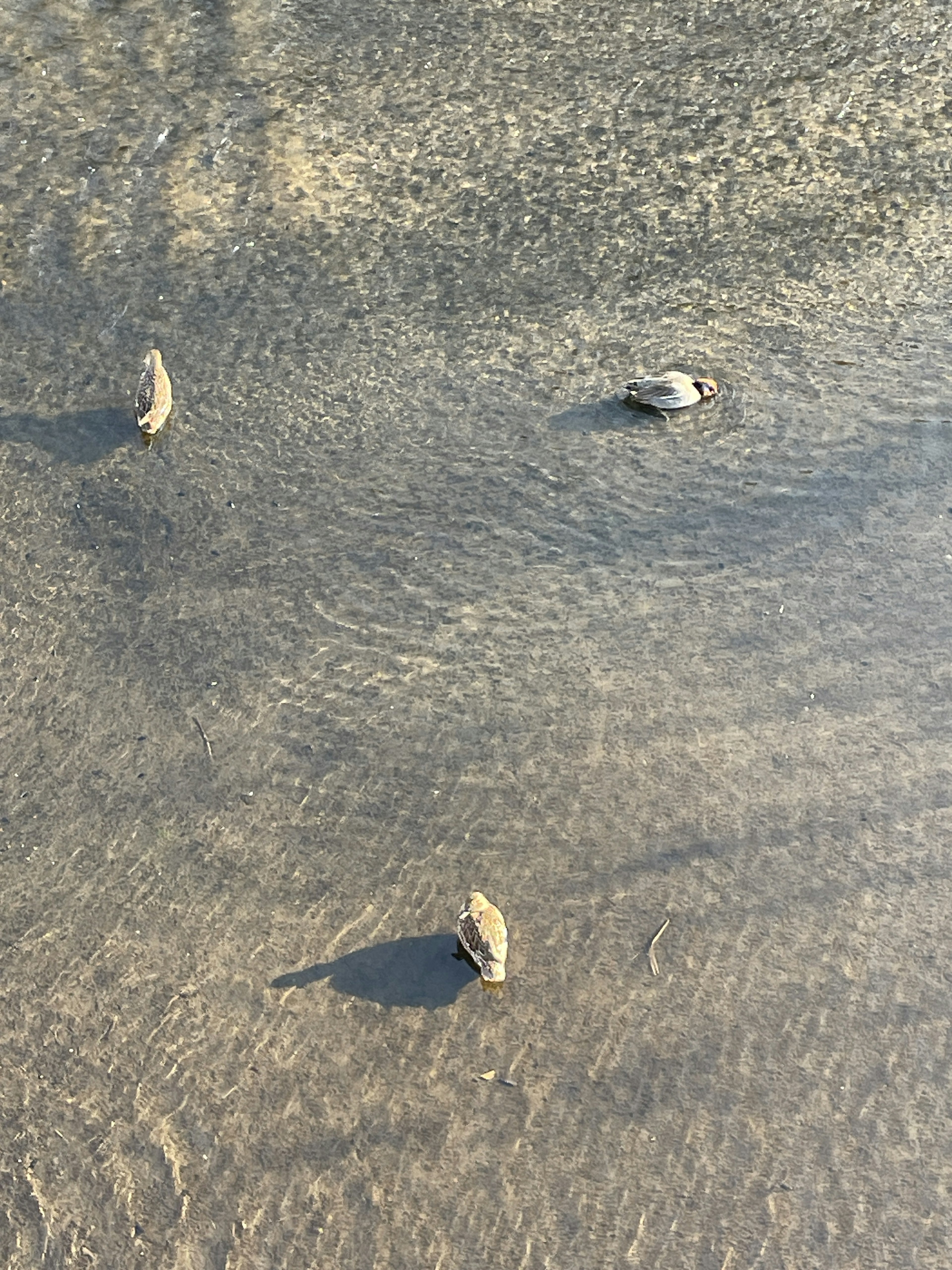 Multiple small stones floating on the water surface with ripples