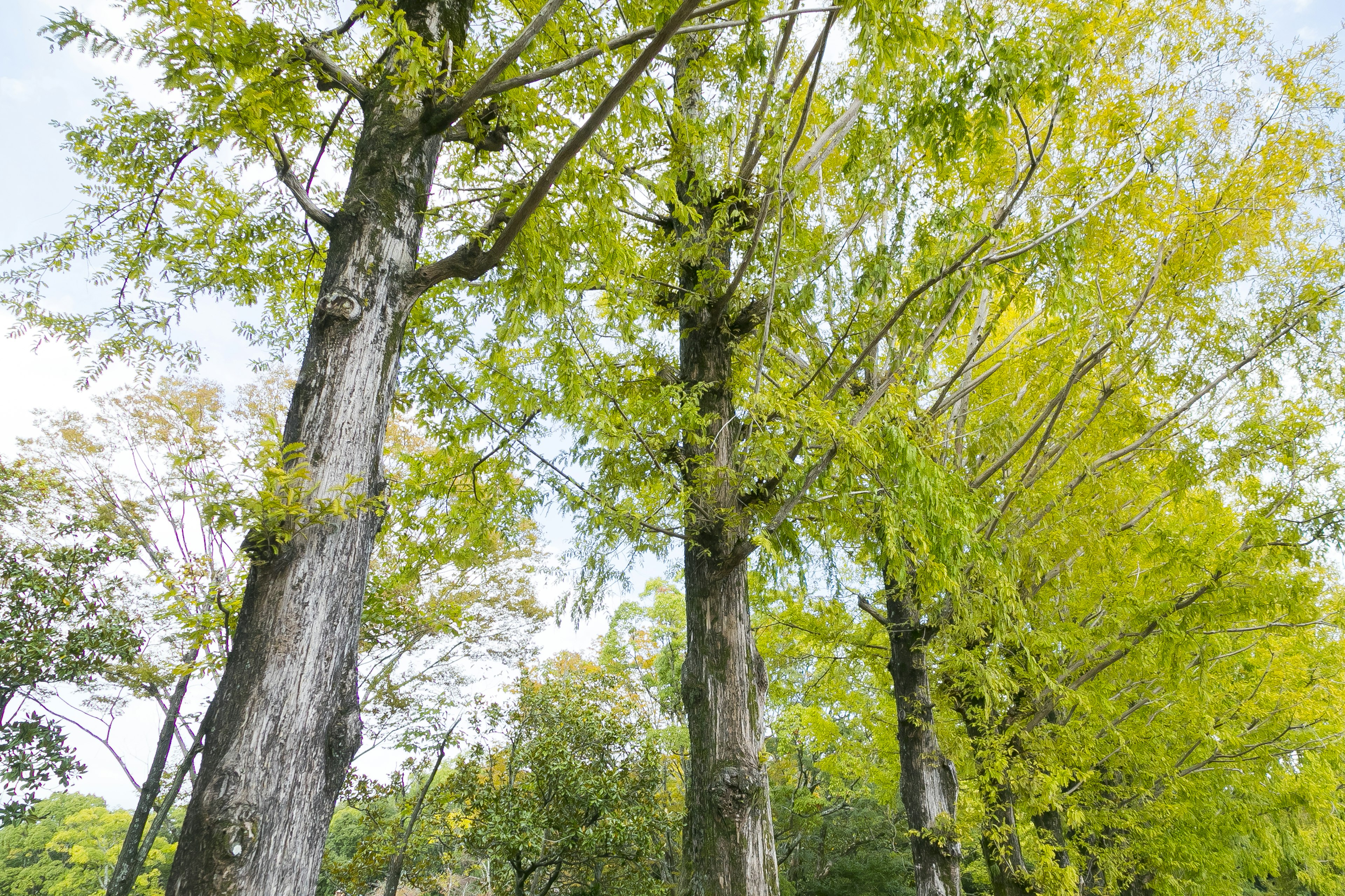 Tall trees with green leaves in a natural setting