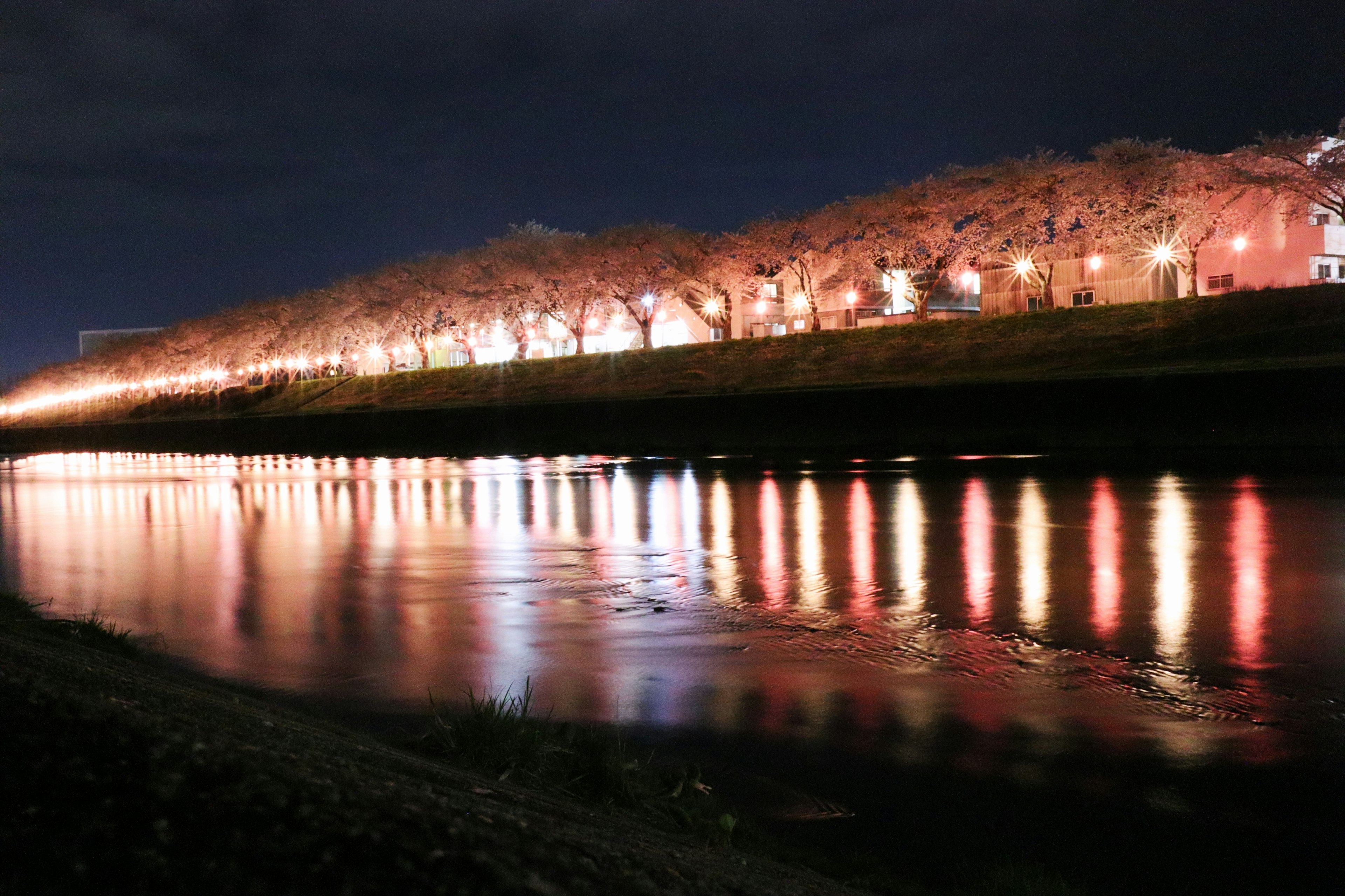 Beautiful scene of cherry blossom trees illuminated at night along the river