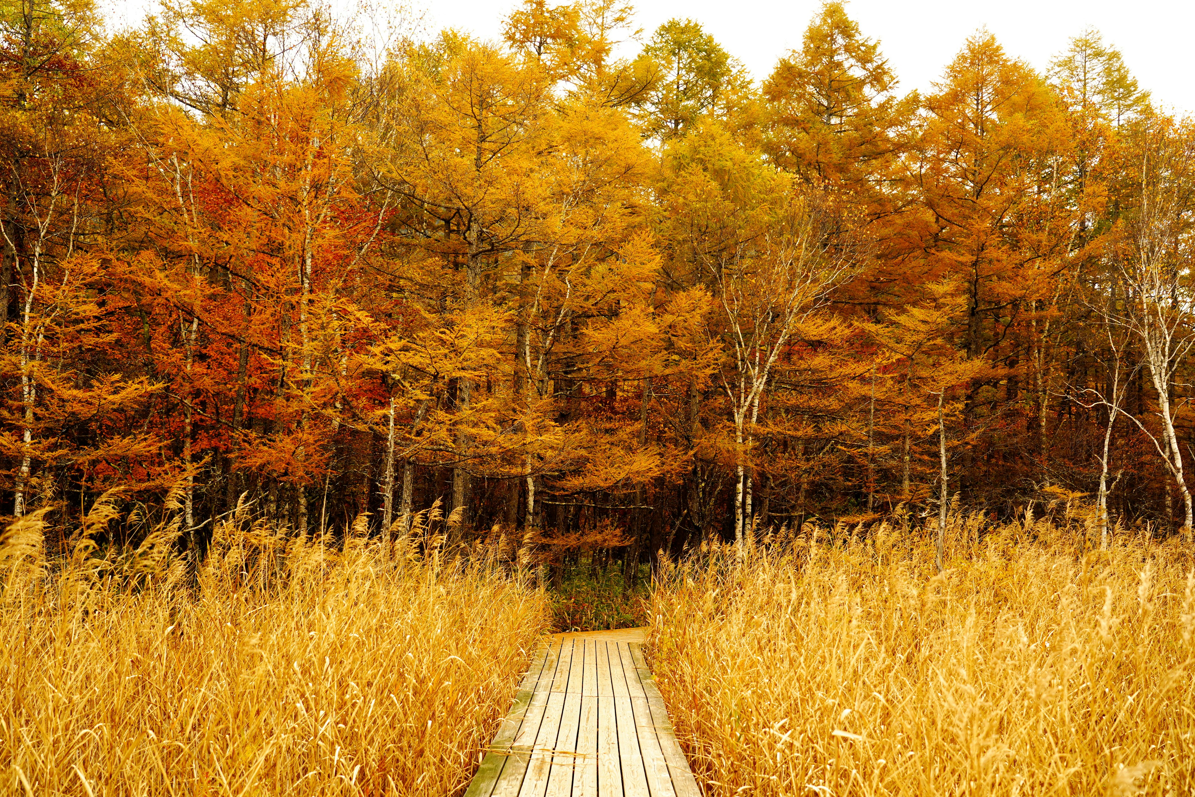 Wooden pathway surrounded by autumn foliage and tall grasses