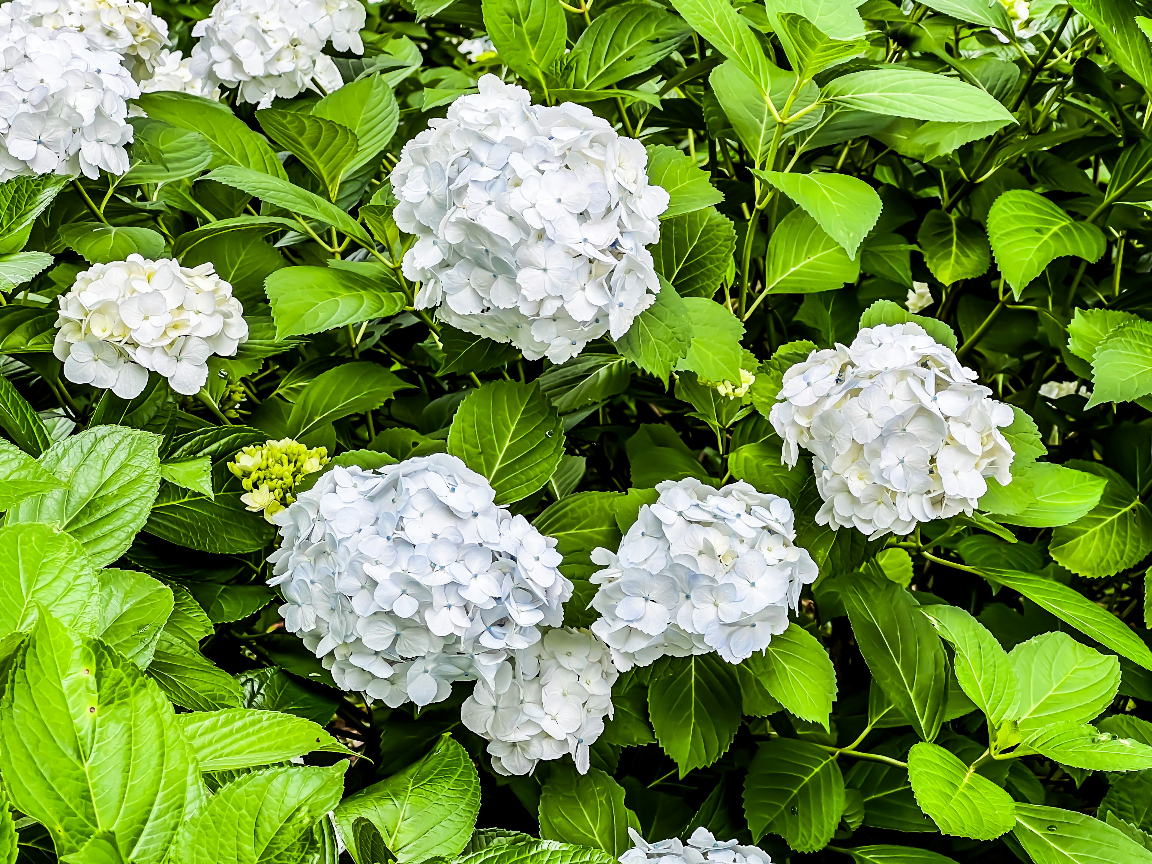 Weiße Hortensienblüten mit grünen Blättern