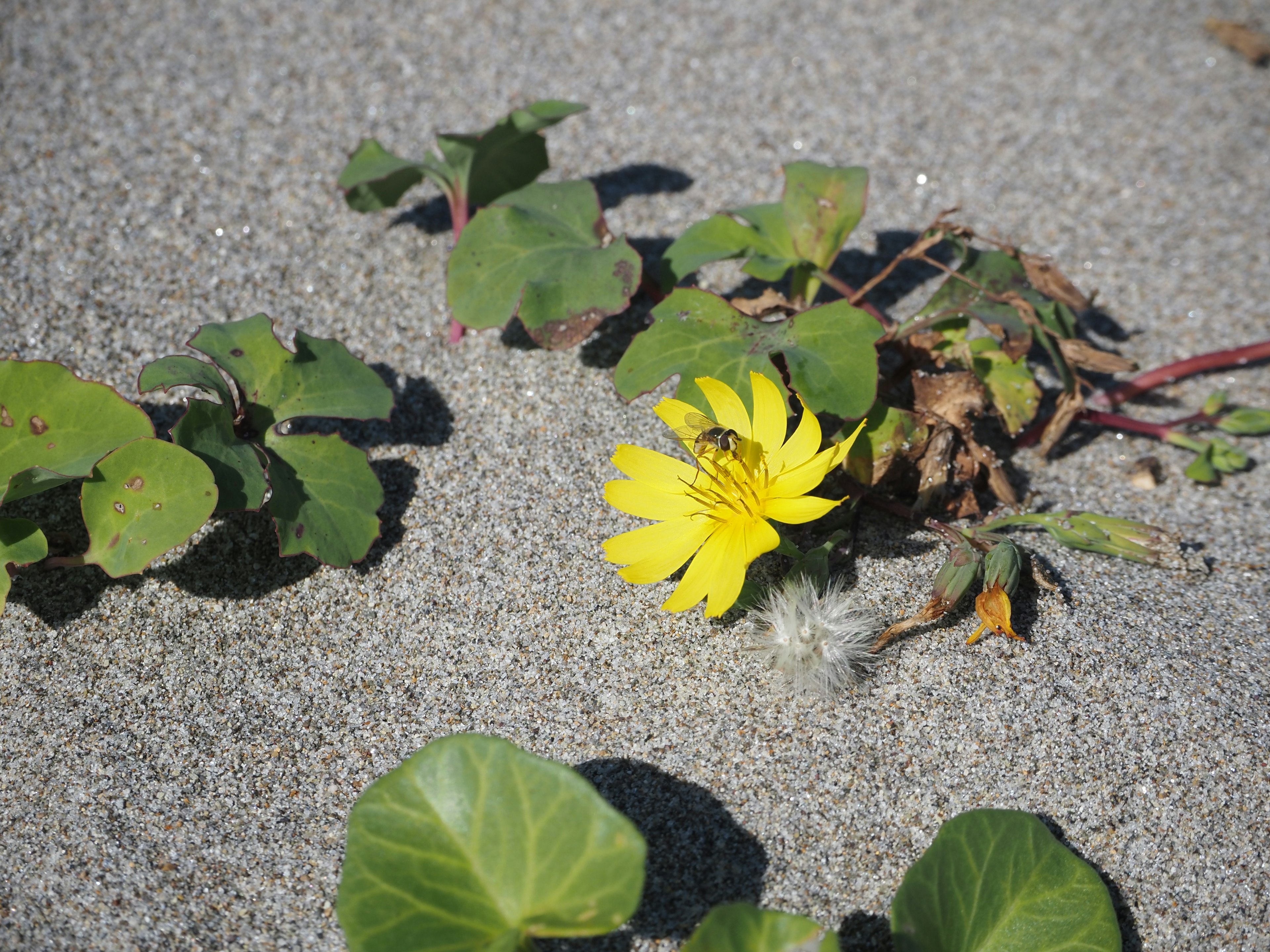 砂浜の上に咲く黄色い花と緑の葉