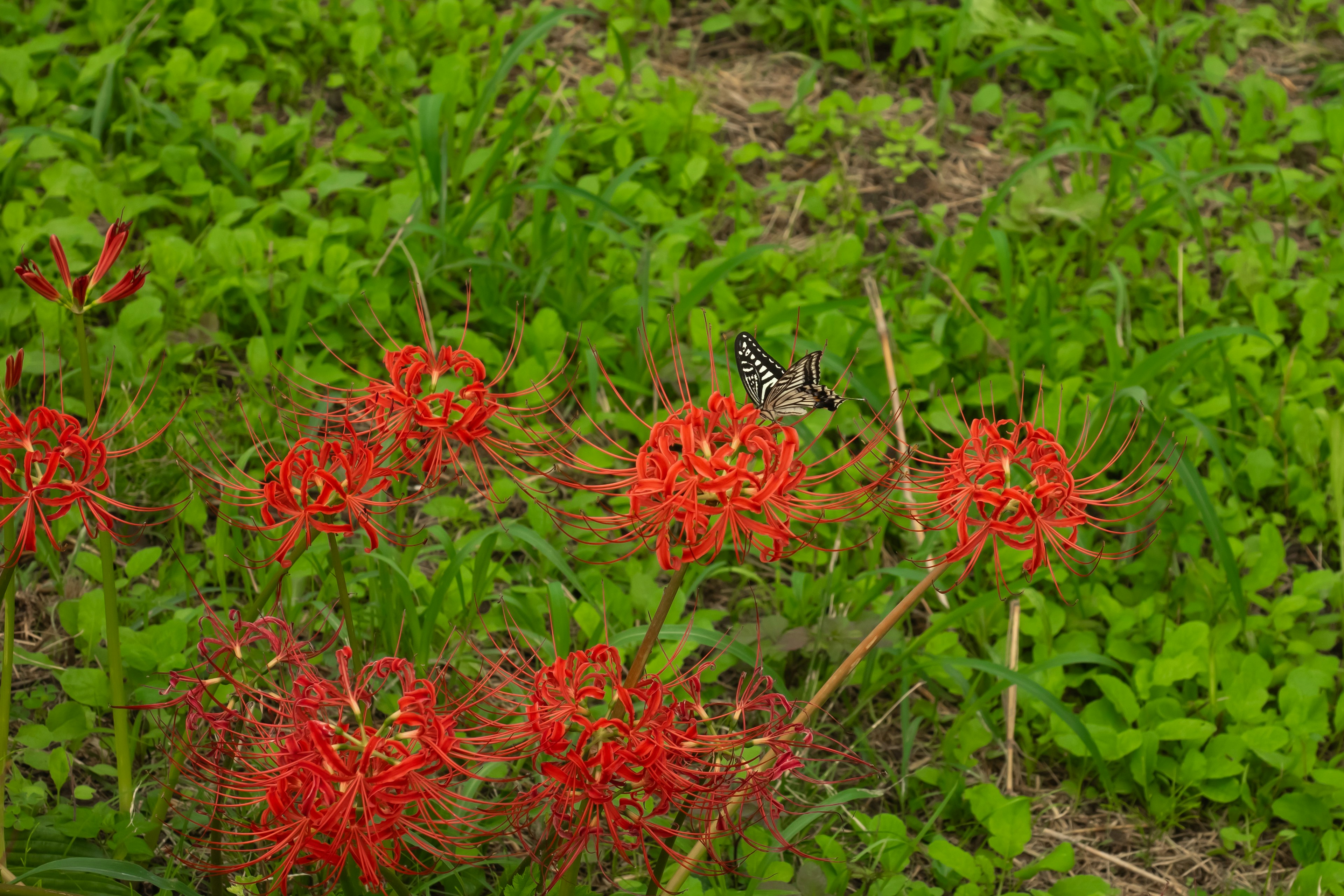 Rote Blumen im grünen Gras mit einem Schmetterling