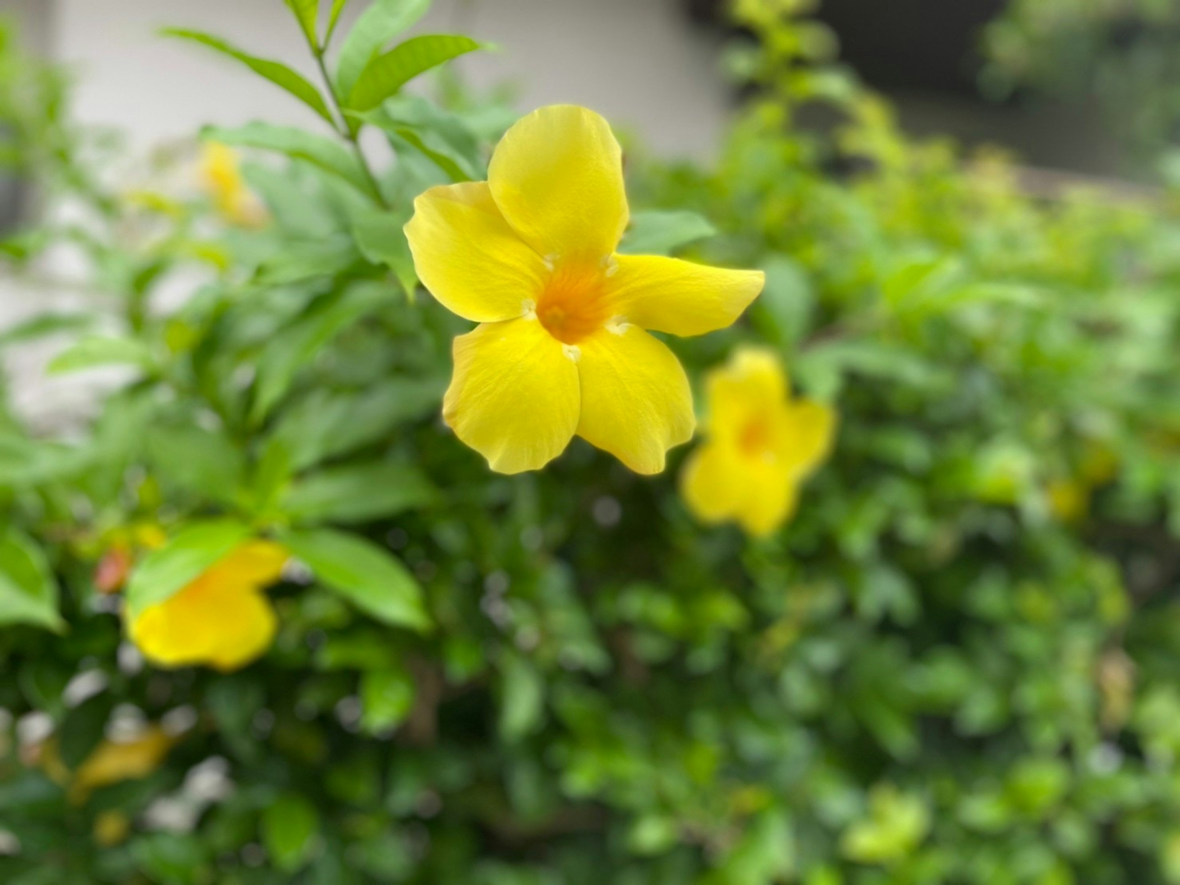 Fiore giallo vivace che sboccia tra le foglie verdi