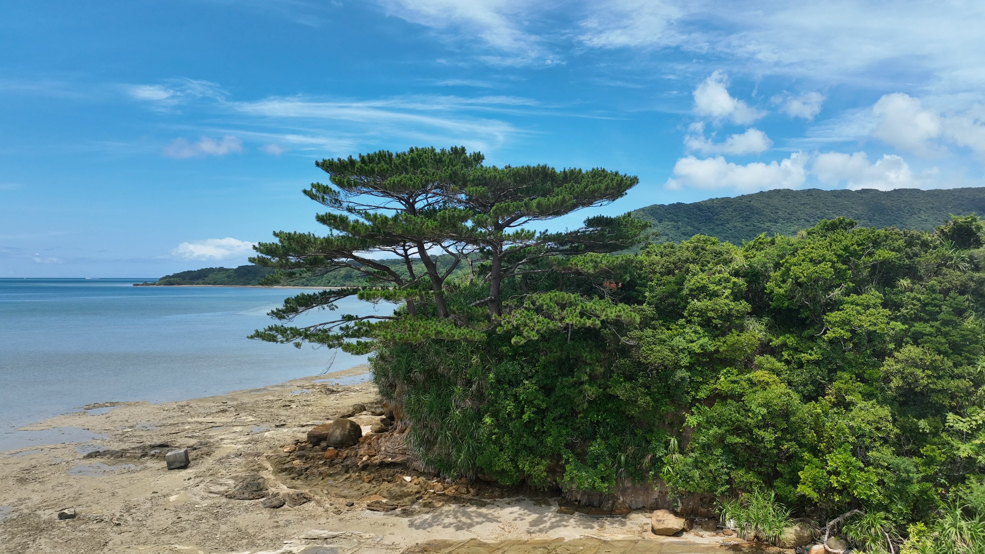 海岸に立つ緑豊かな木と青い空の風景