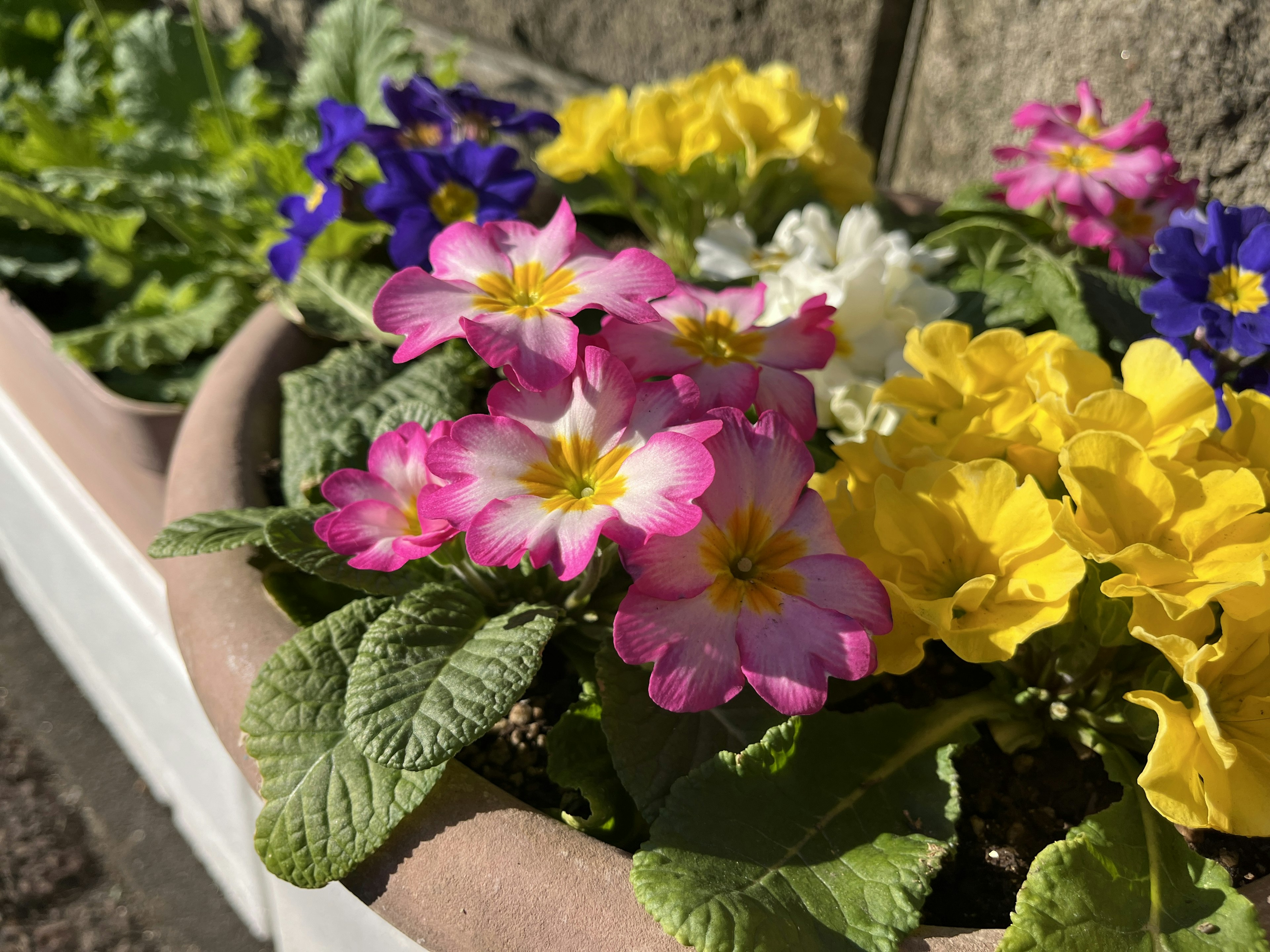 Bunte Blumen in einem Topf mit lebhaften Blüten