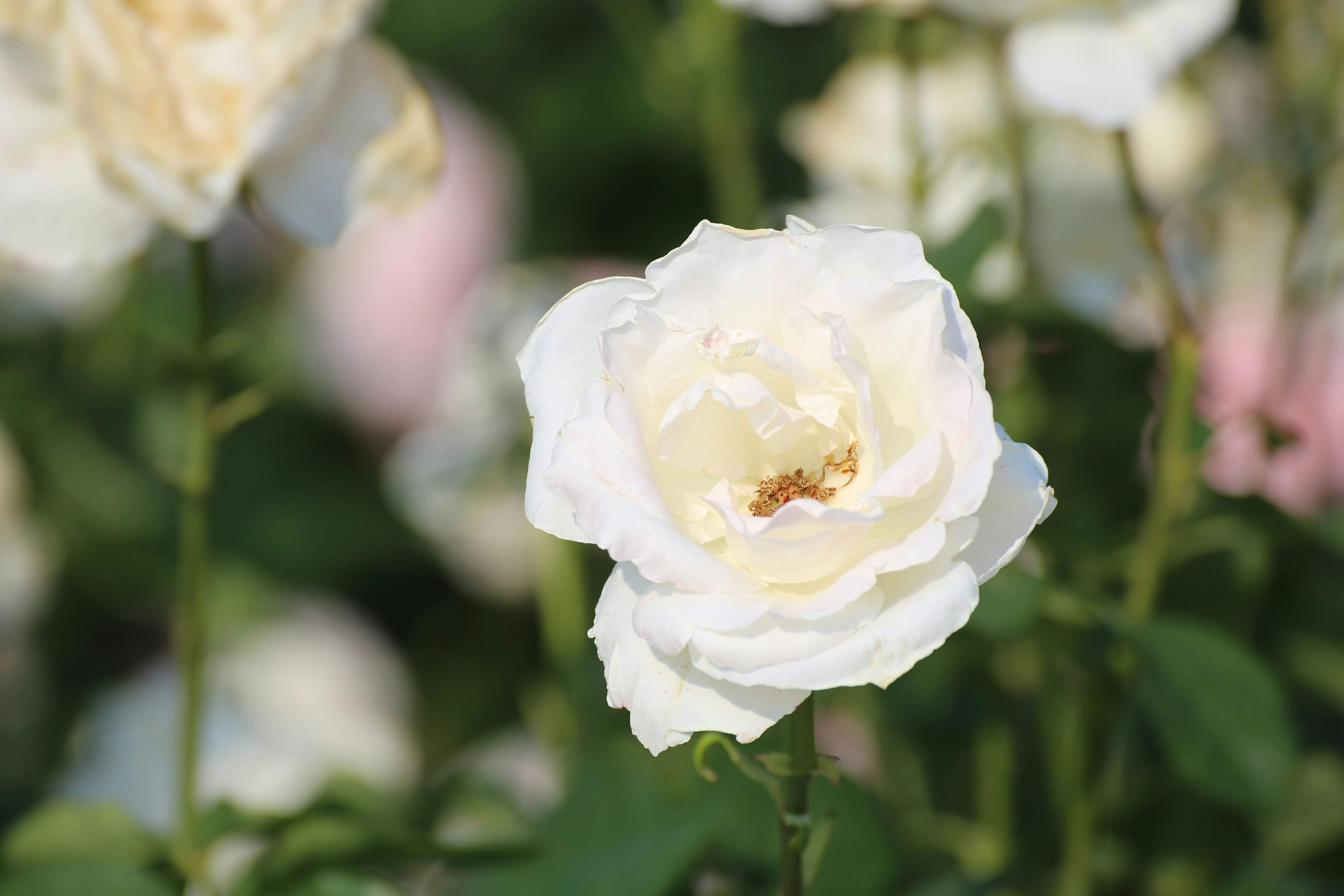 Una rosa blanca en flor rodeada de otras rosas al fondo