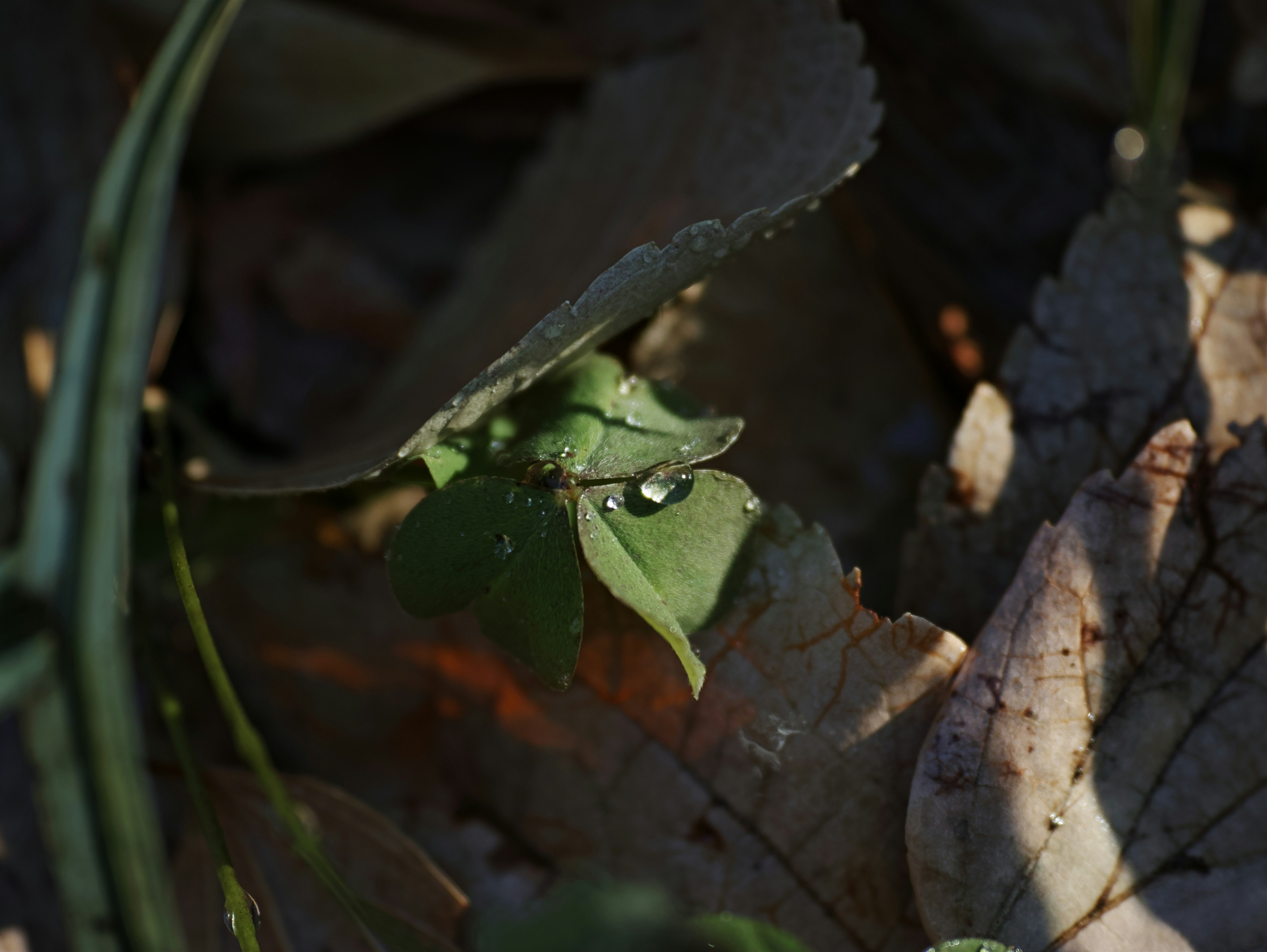 Small plant sprout hidden among green leaves and dry foliage