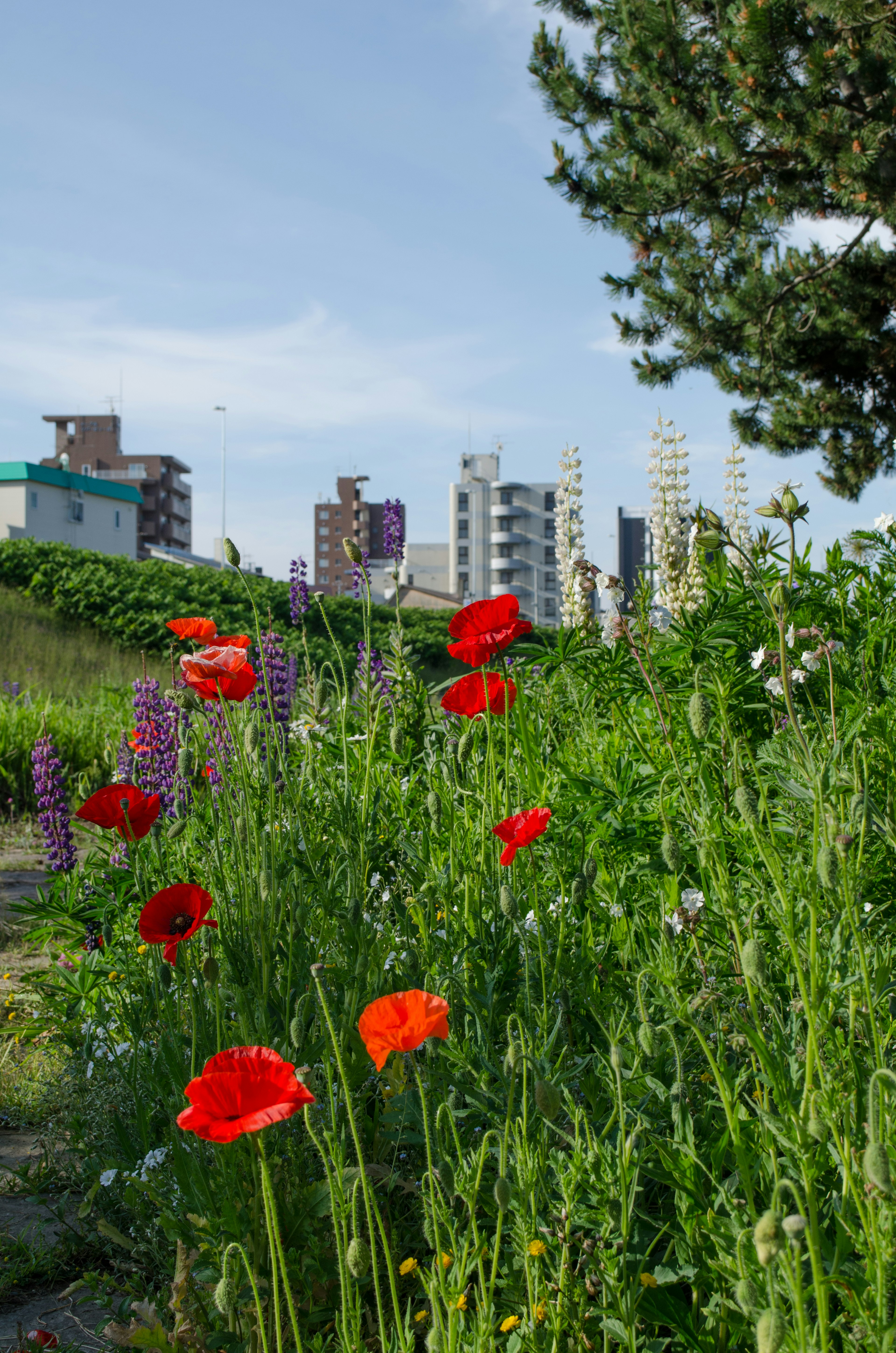 赤いポピーの花が咲く緑の草原と背後に建物が見える