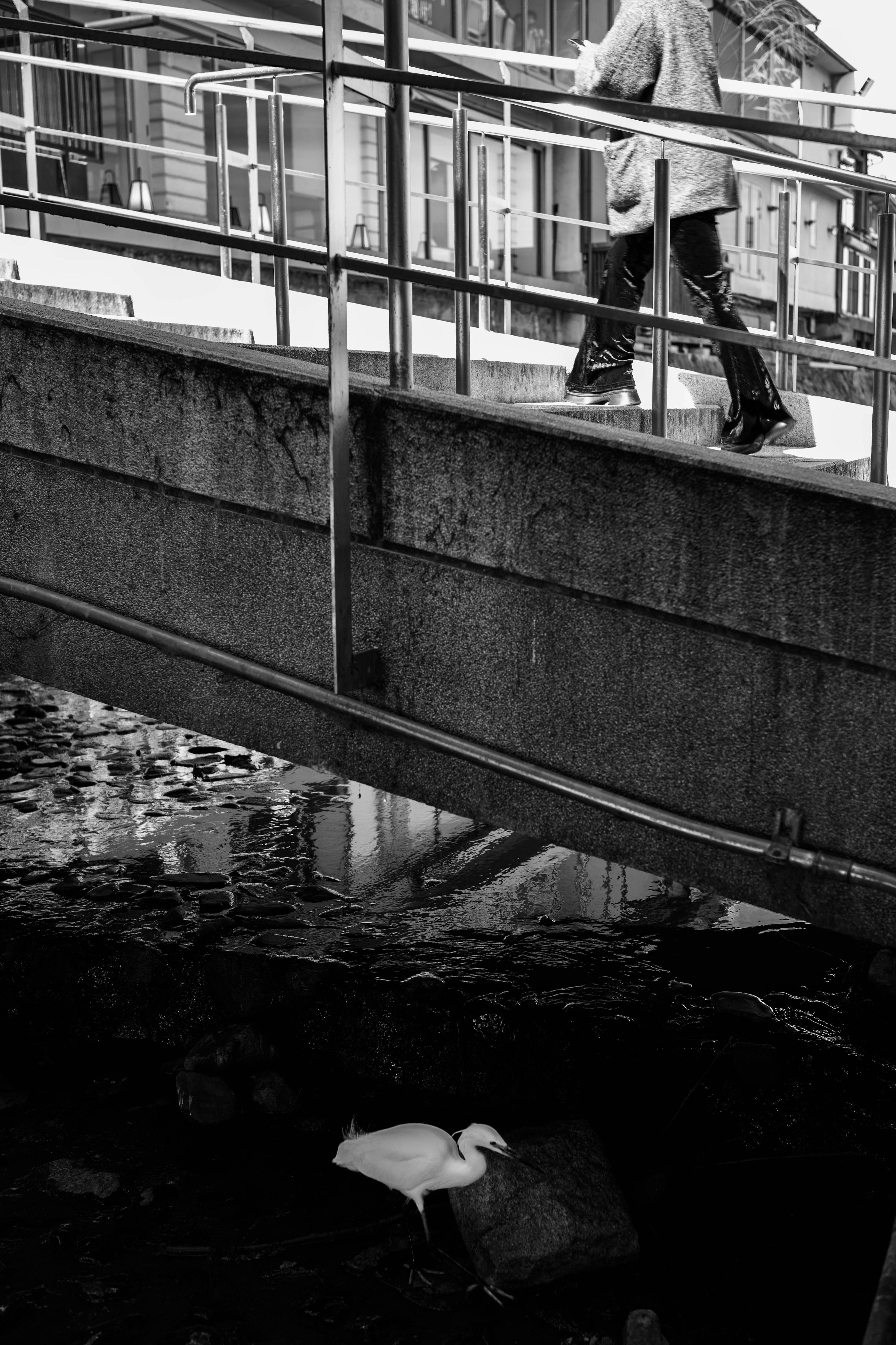 Una persona caminando sobre un puente con un ave blanca flotando en el agua debajo