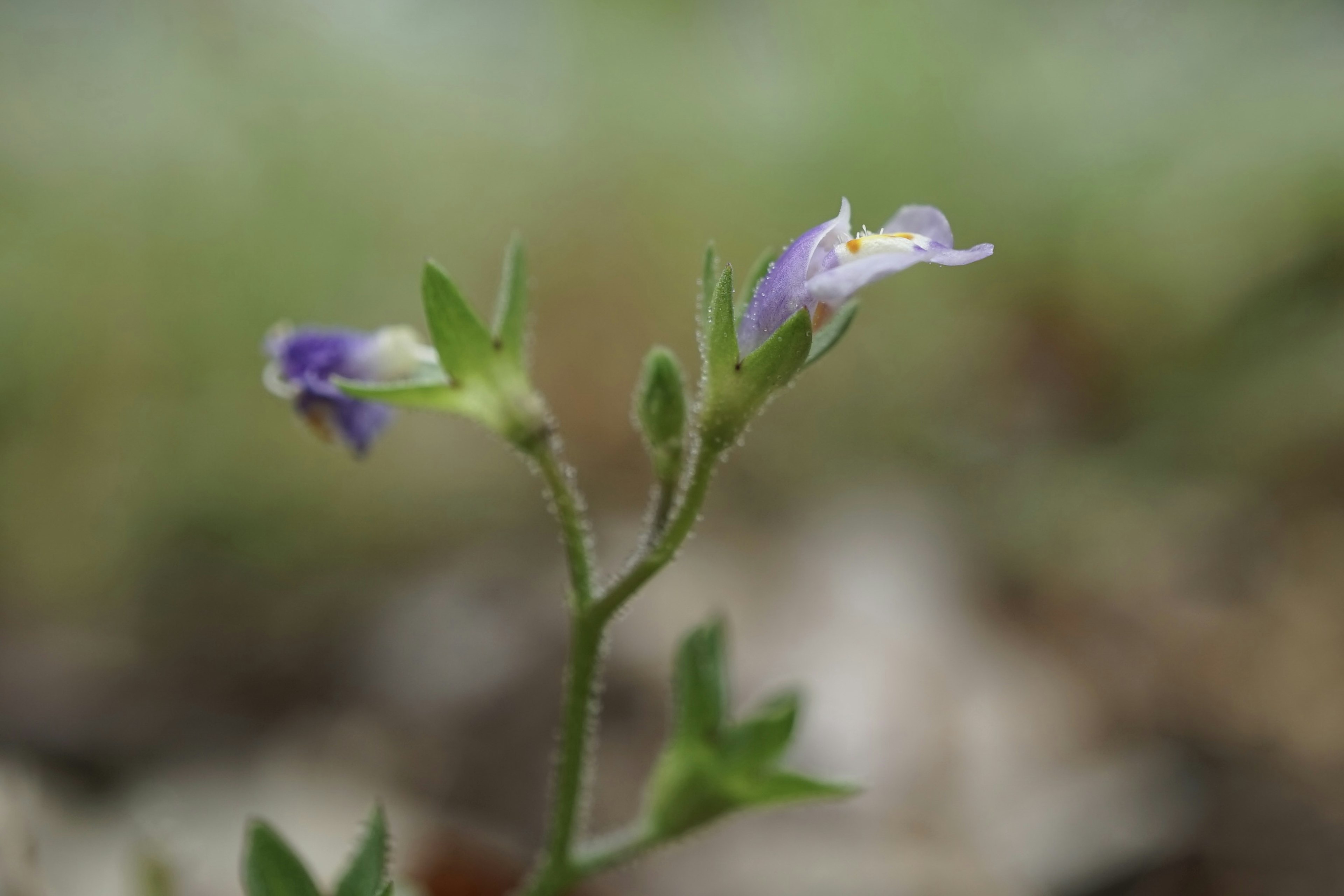 Primo piano di una piccola pianta con fiori viola