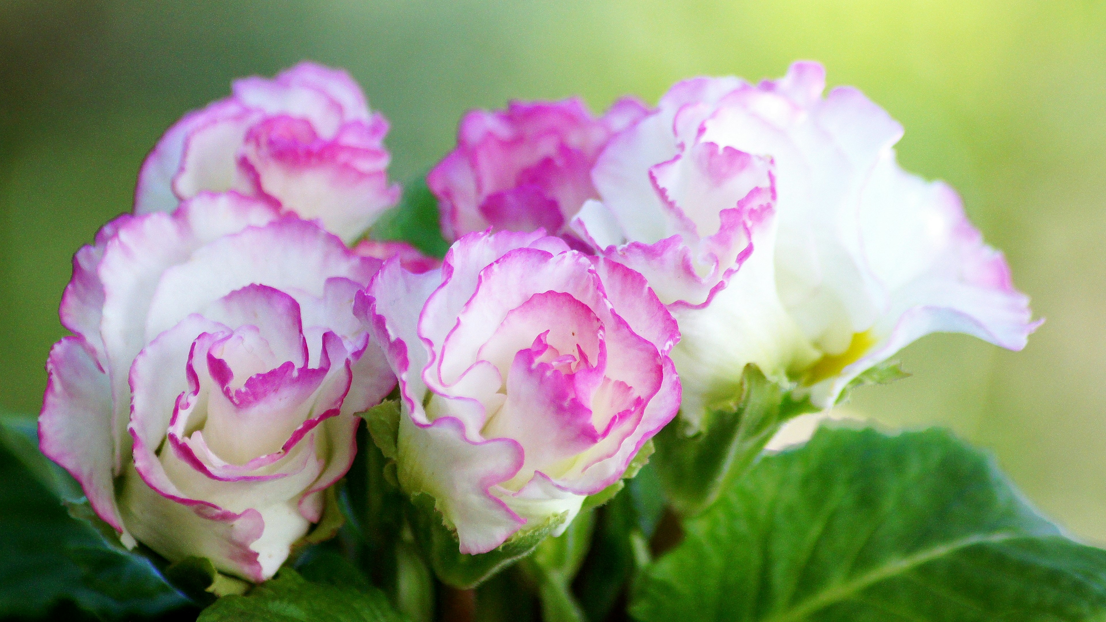 ピンクと白のグラデーションの花々が咲いている