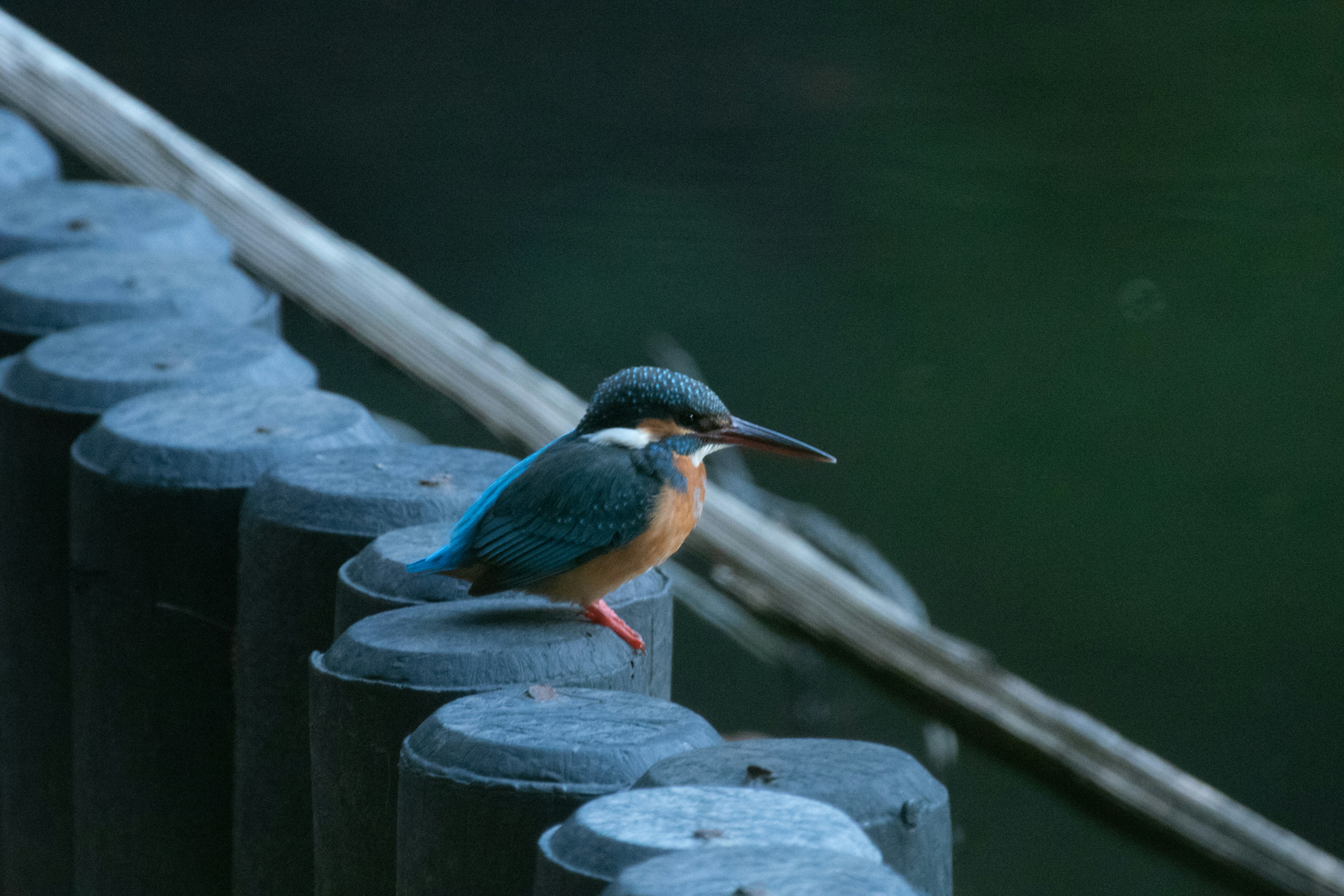 Un martin pescatore con piume blu appollaiato su un palo nero