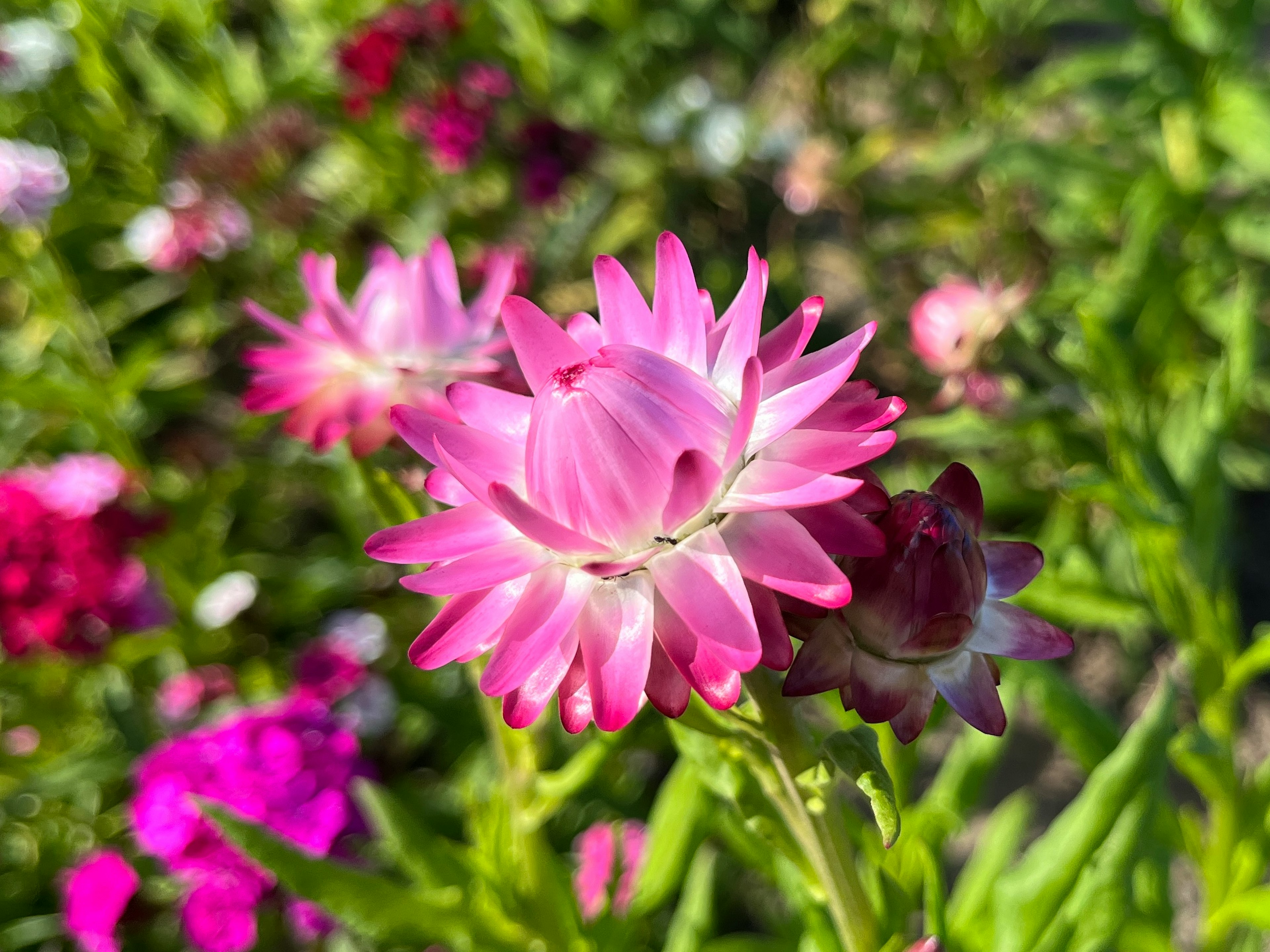 鮮やかなピンクの花が咲いている庭の風景